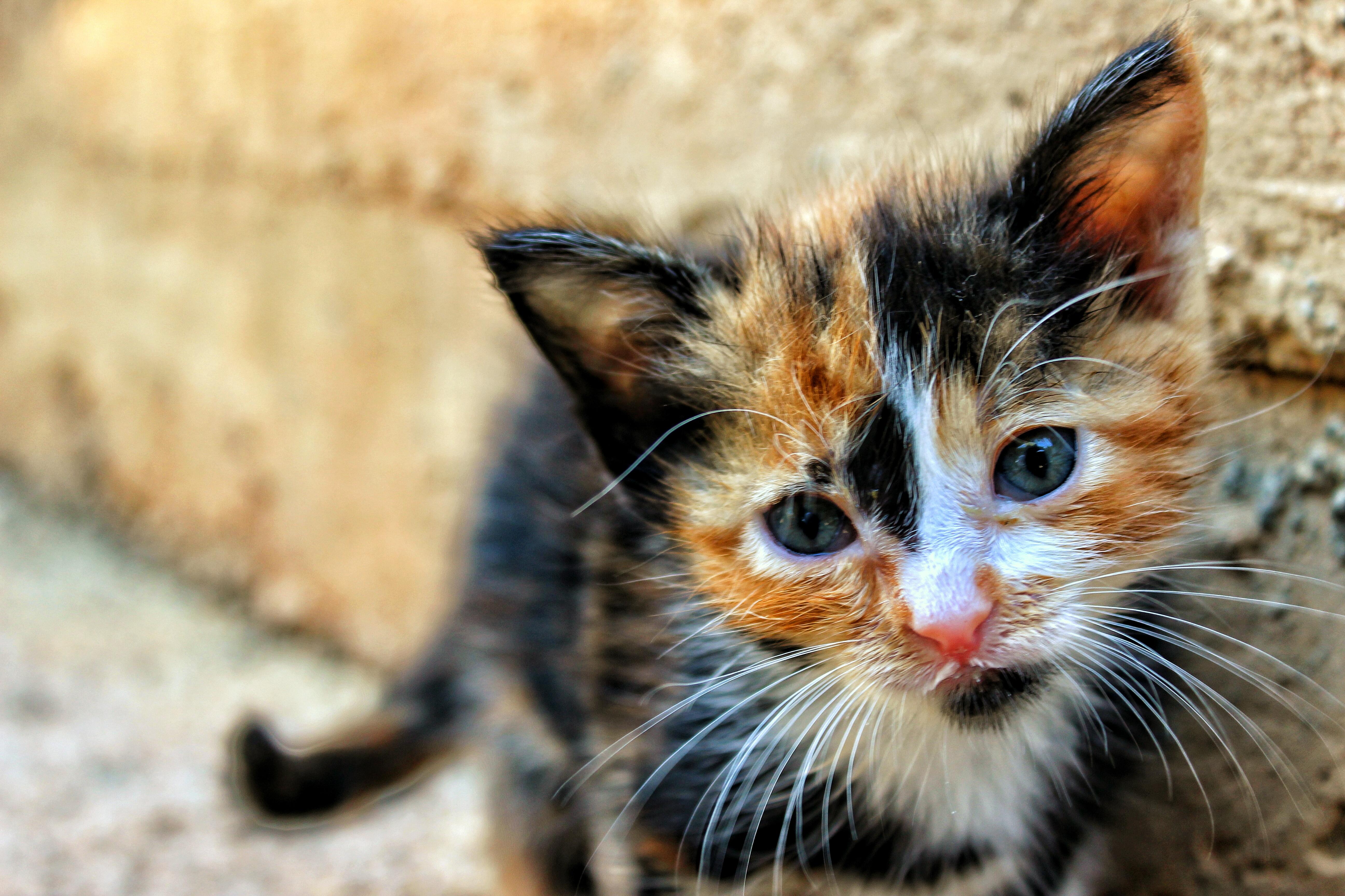 5184x3456 Close Up Photography Of Tortoiseshell Kitten · Free