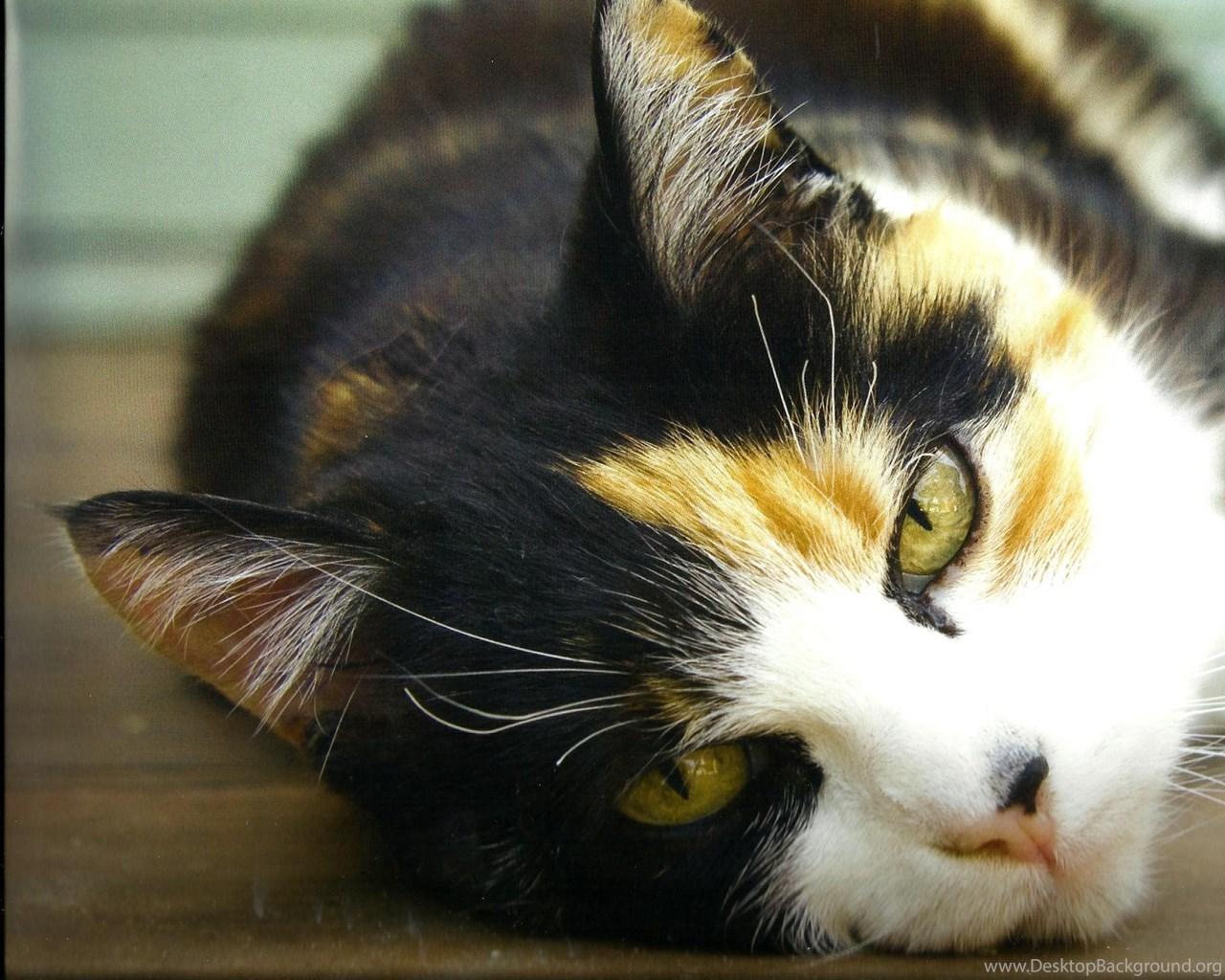 1280x1024 A CALICO CAT LAYING DOWN WALLPAPER Desktop Background