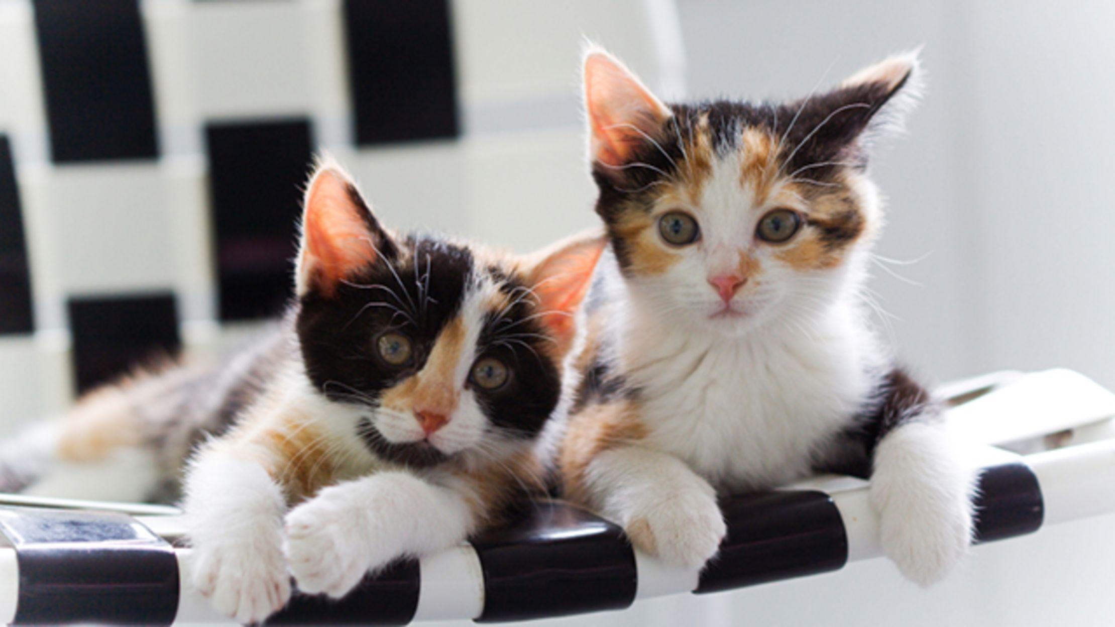 2220x1248 Kitten Kitten Calico Cats