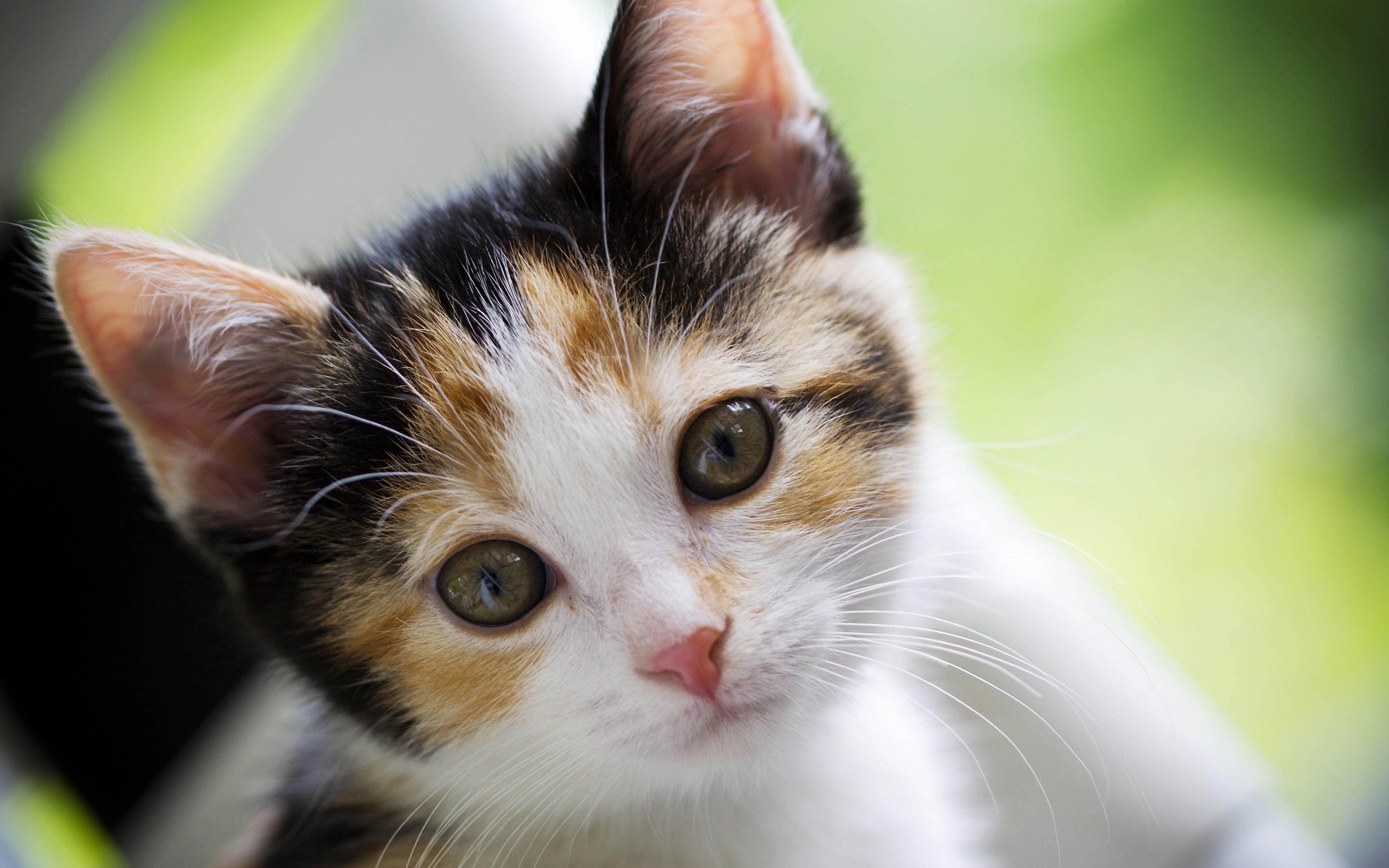 3840x2400 Download wallpaper Calico cat, 4k, pets, kitten, cats, muzzle, cute animals for desktop with resolution 3840x2400. High Quality HD picture wallpaper