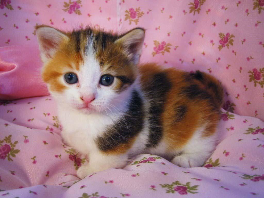 1024x768 Free download Cute Cats 3 Cute Cats [1024x768] for your Desktop, Mobile & Tablet. Explore Cute Cat Wallpaper. Cute Kitten Wallpaper, Kitten Desktop Wallpaper, Kitten Wallpaper Free Download