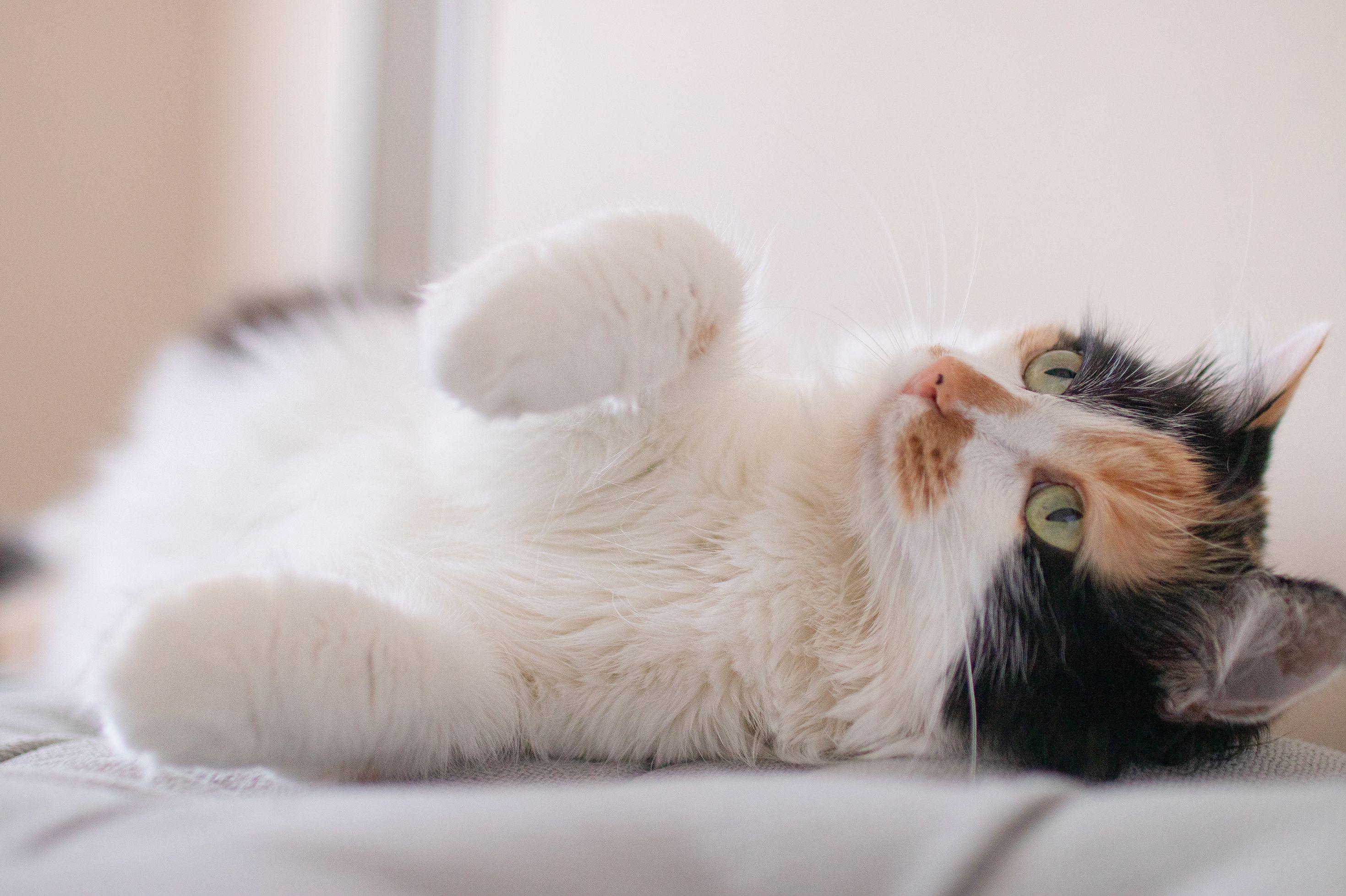 2939x1959 The Best 30 Cute Fluffy Calico Kittens