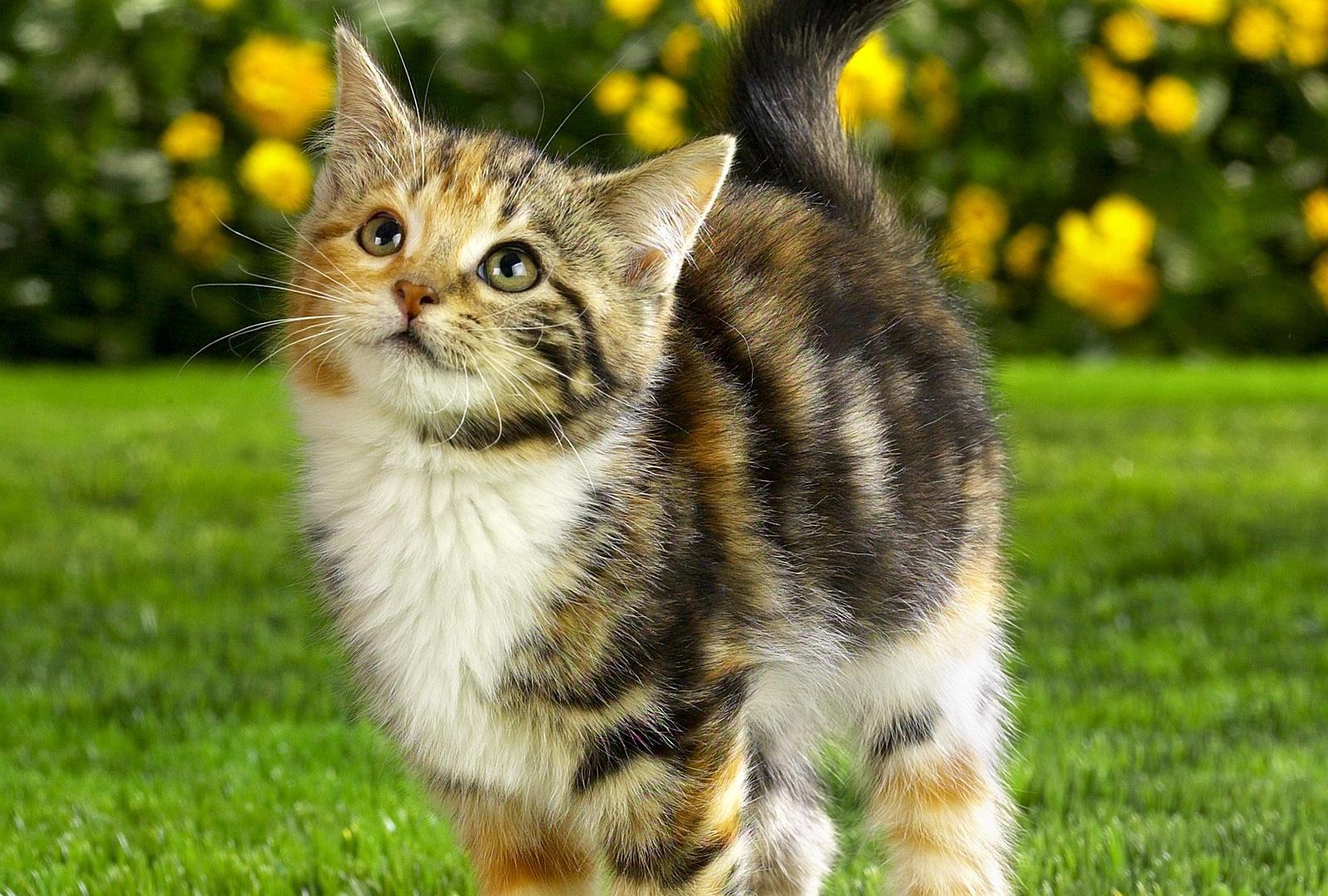 1600x1080 Download Wallpaper Calico Tabby Mix Kitten (1920x1080). The Wallpaper, photo