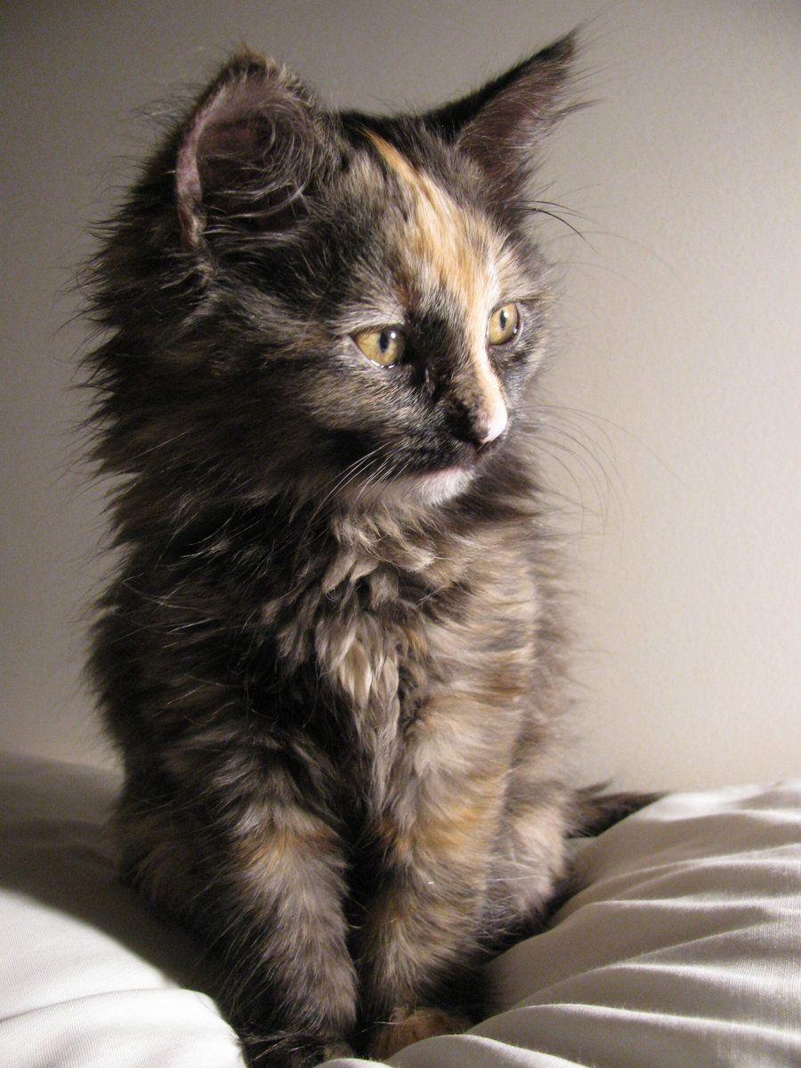 900x1200 Cute Calico Kitten Picture