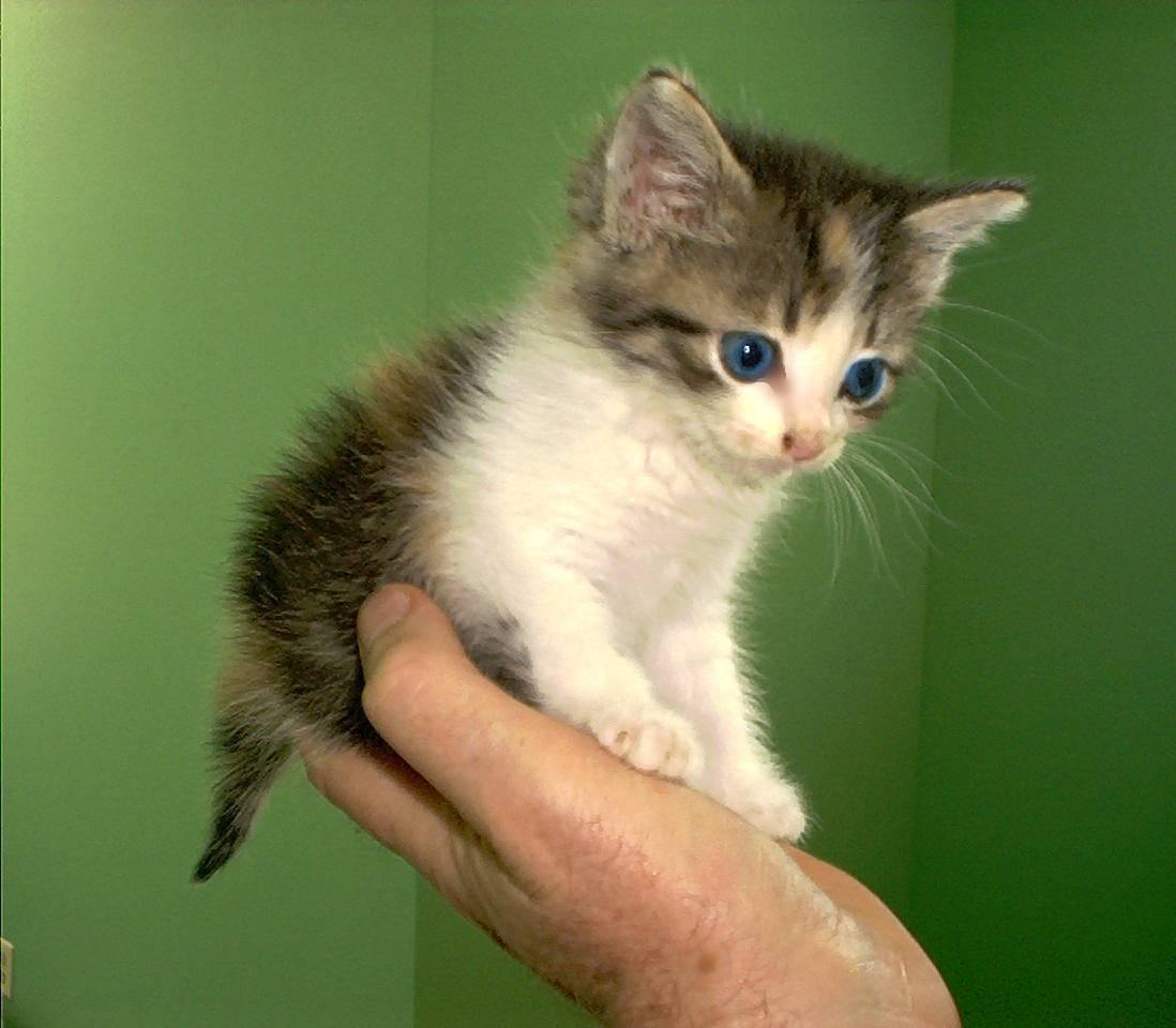 1098x960 Cat Astrophe