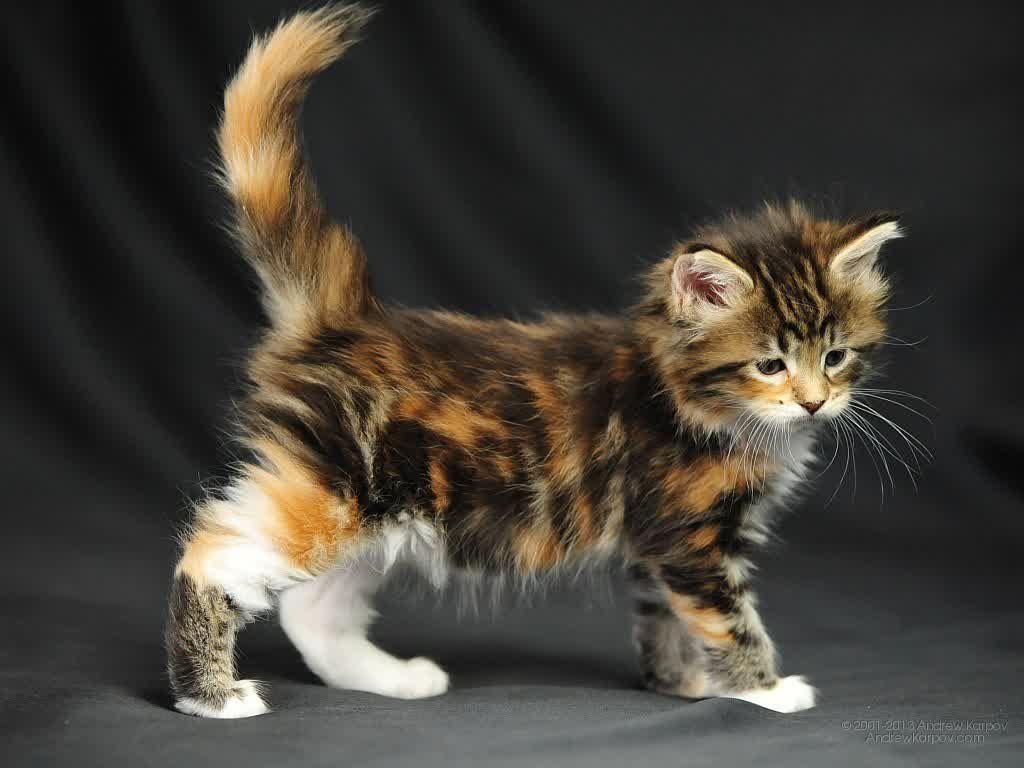 1024x768 Cute Calico Kitties HD Wallpaper