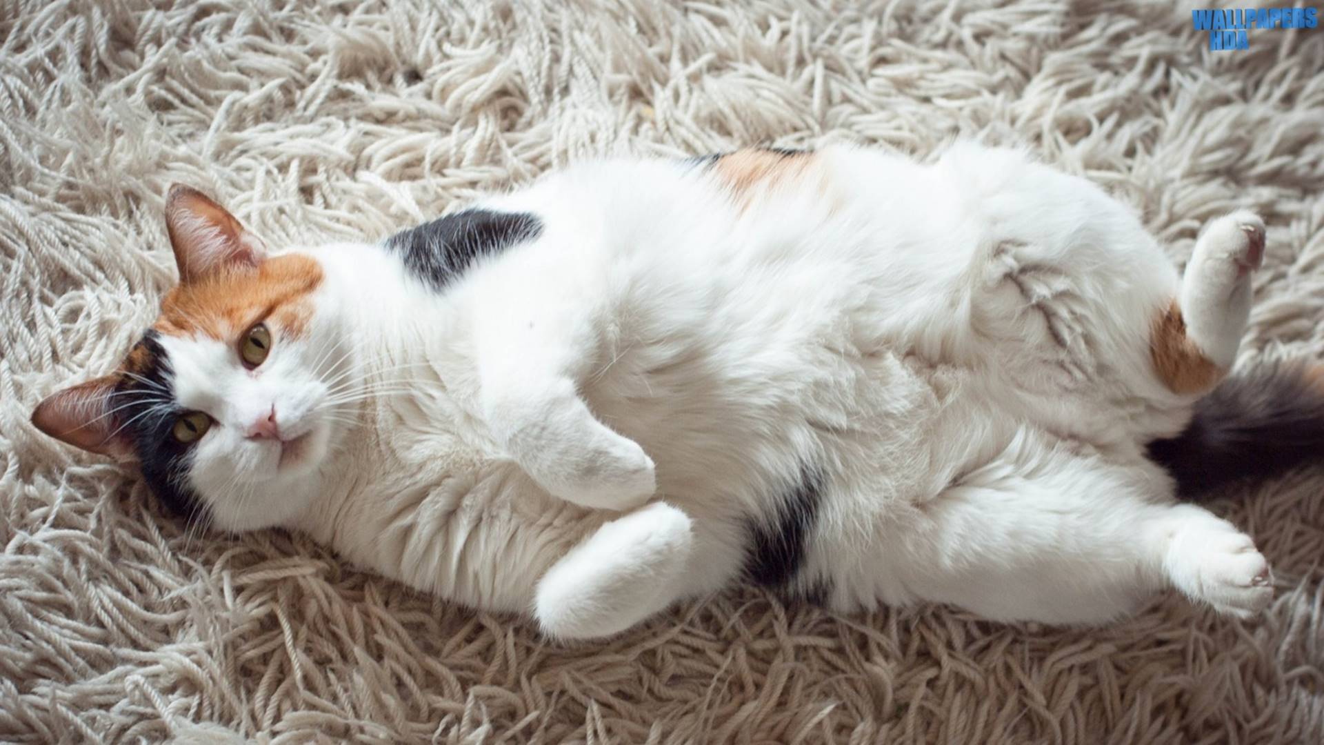 1920x1080 Calico cat HD 1920×1080