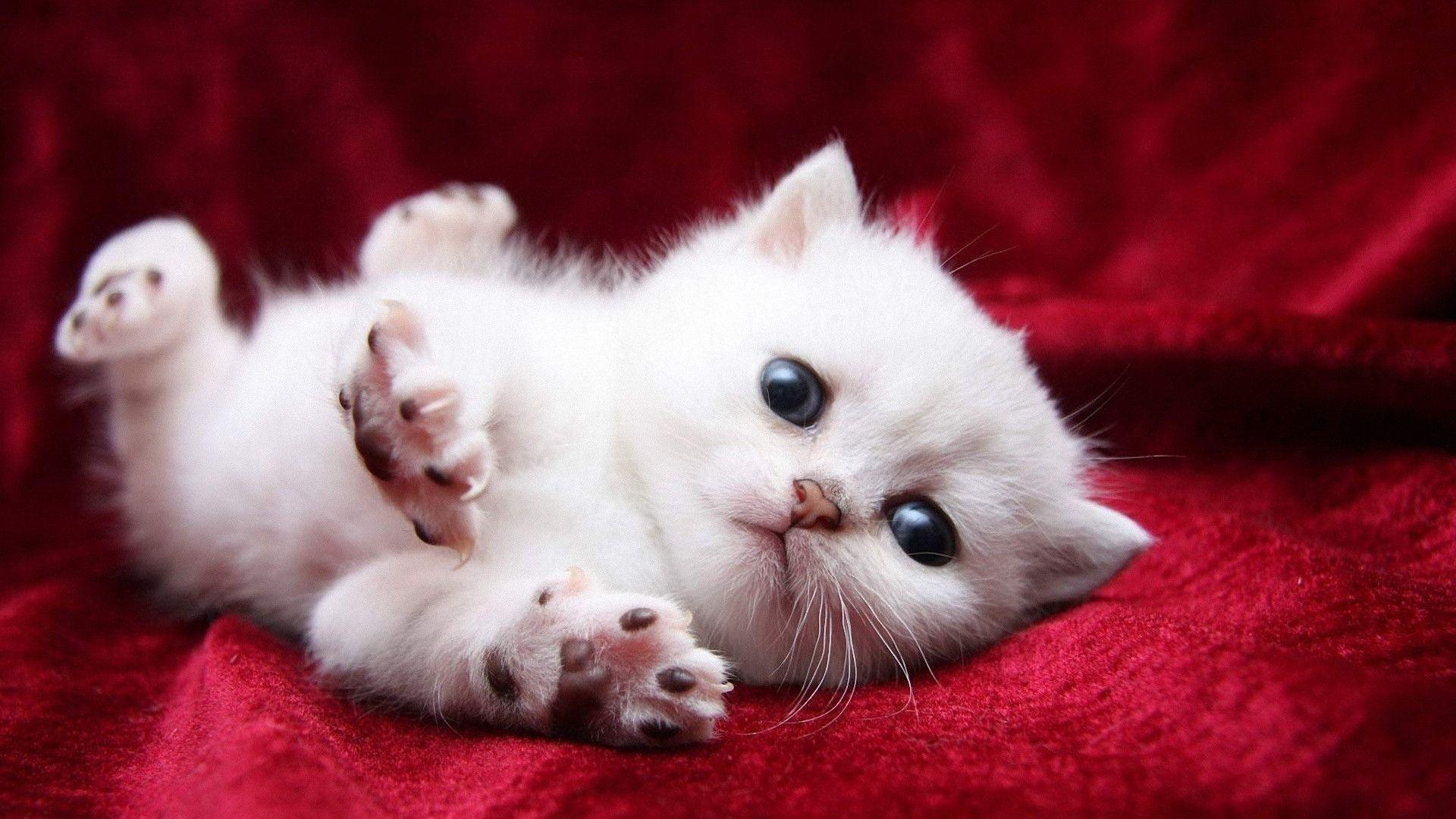 1920x1080 Baby Kitten Wallpaper 1920x1080 Photo