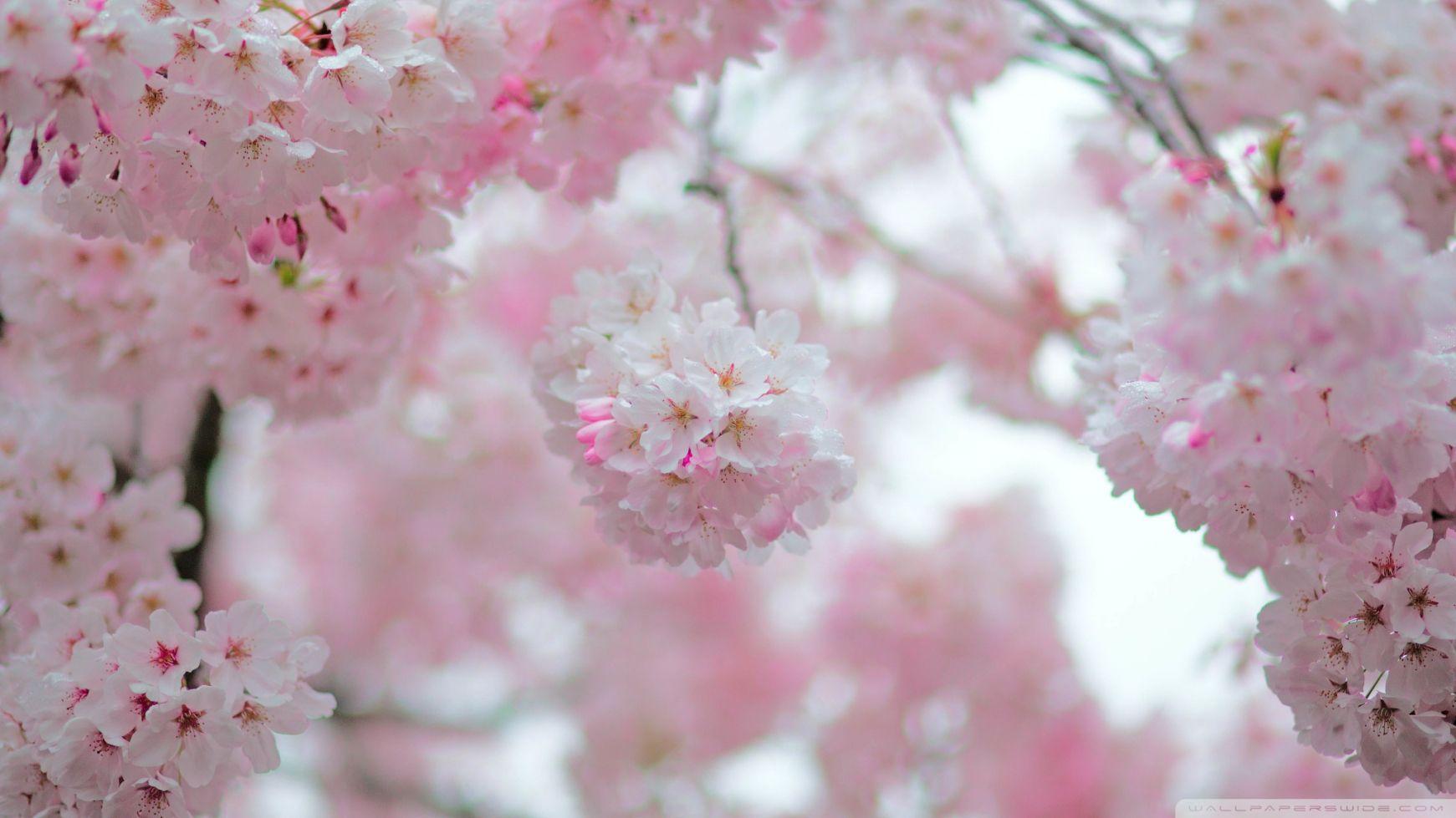 1741x979 Cherry Blossom Depth Of Field ❤ 4K HD Desktop Wallpaper For 4K