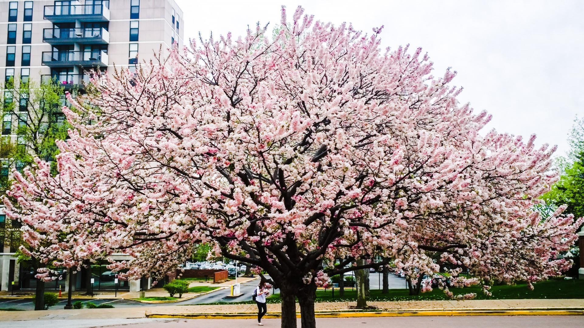 Cherry Blossom 5K Wallpapers Top Free Cherry Blossom 5K