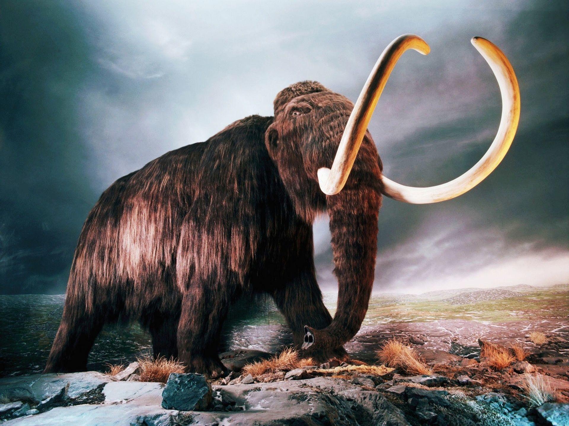 Mammoth HD Wallpapers - Top Free Mammoth HD Backgrounds - WallpaperAccess