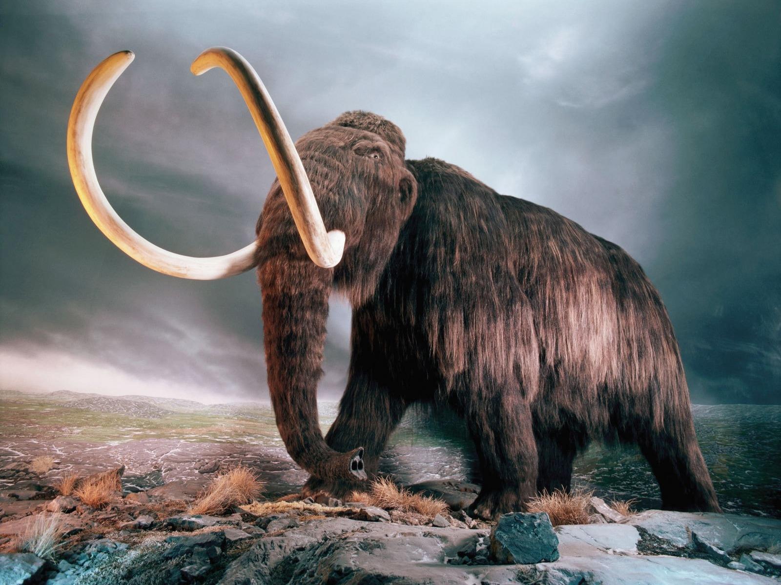 Mammoth HD Wallpapers - Top Free Mammoth HD Backgrounds - WallpaperAccess