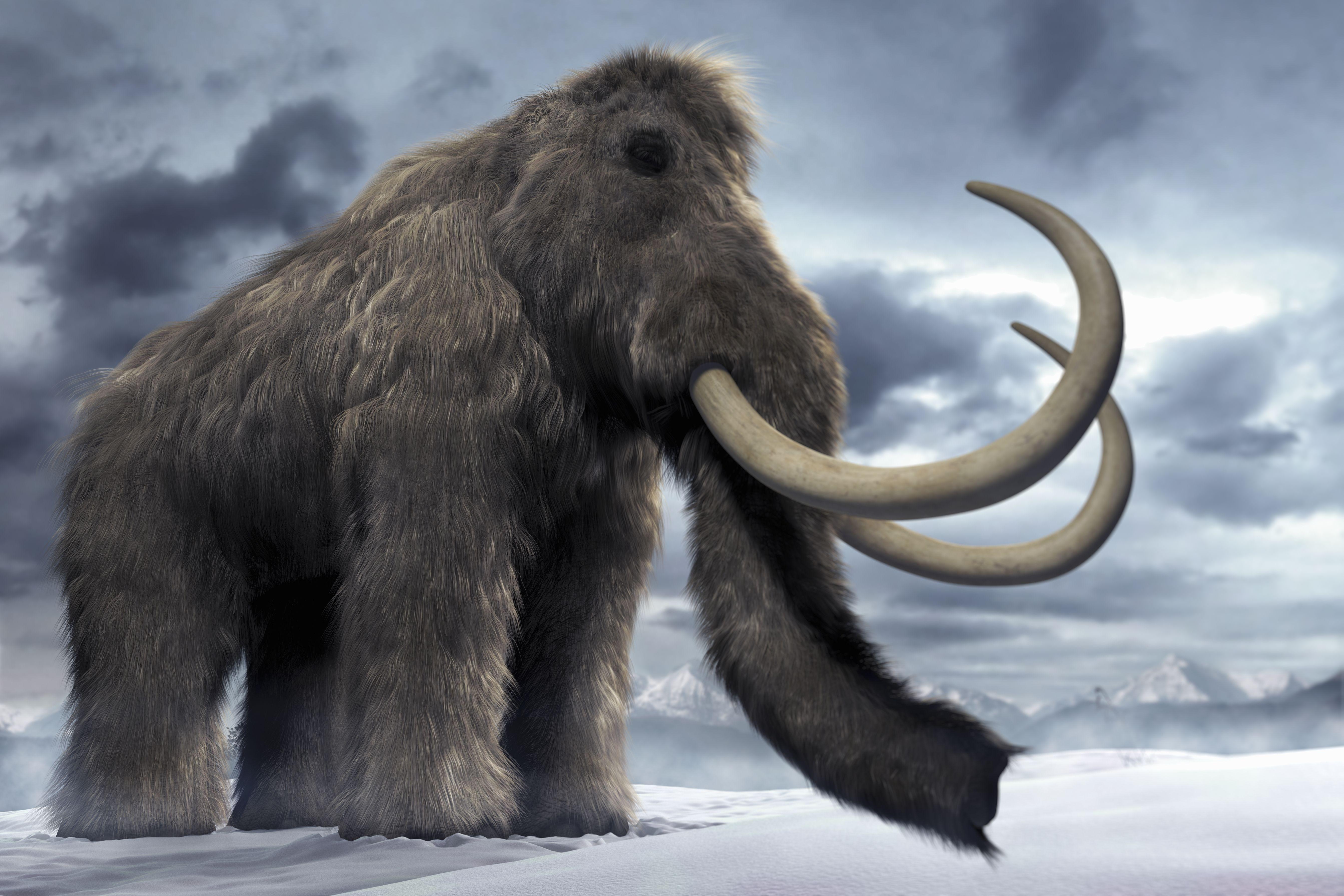 5370x3580 Most viewed Woolly Mammoth wallpaperK Wallpaper