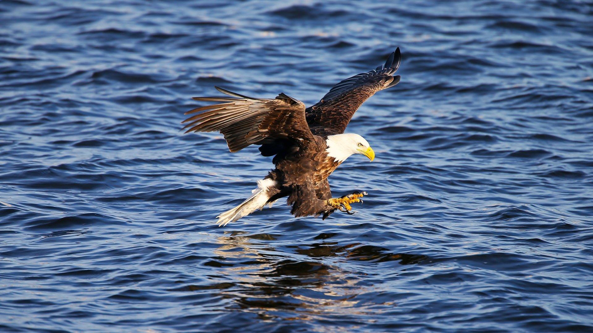 4K Bald Eagle Wallpapers - Top Free 4K Bald Eagle Backgrounds ...