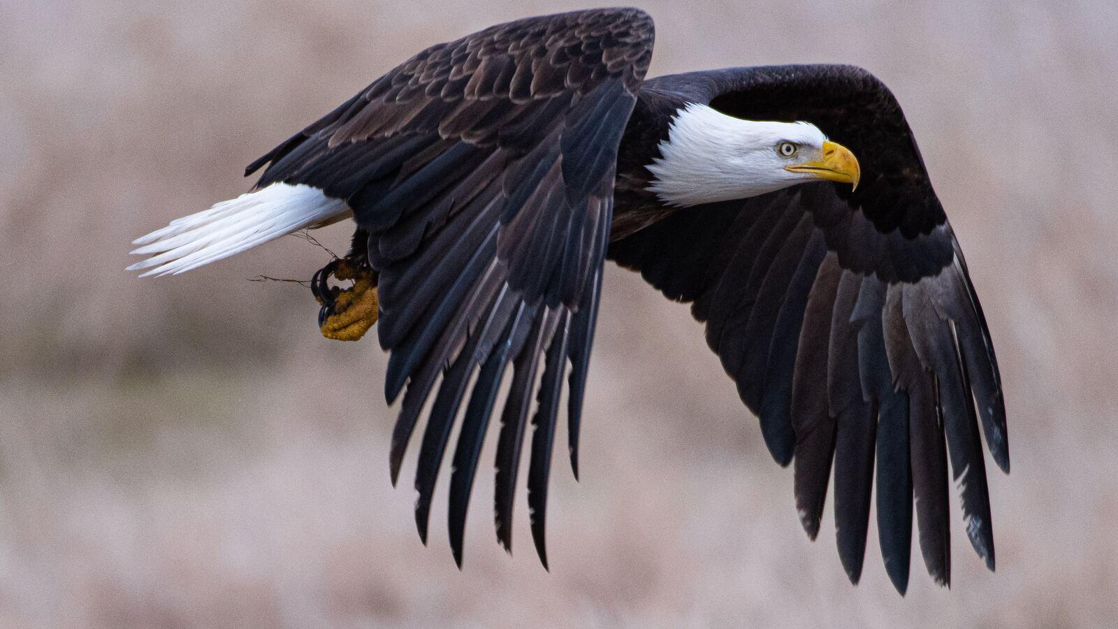 1600x900 4k Bald Eagle 1600x900 Resolution HD 4k Wallpaper, Image, Background, Photo and Picture