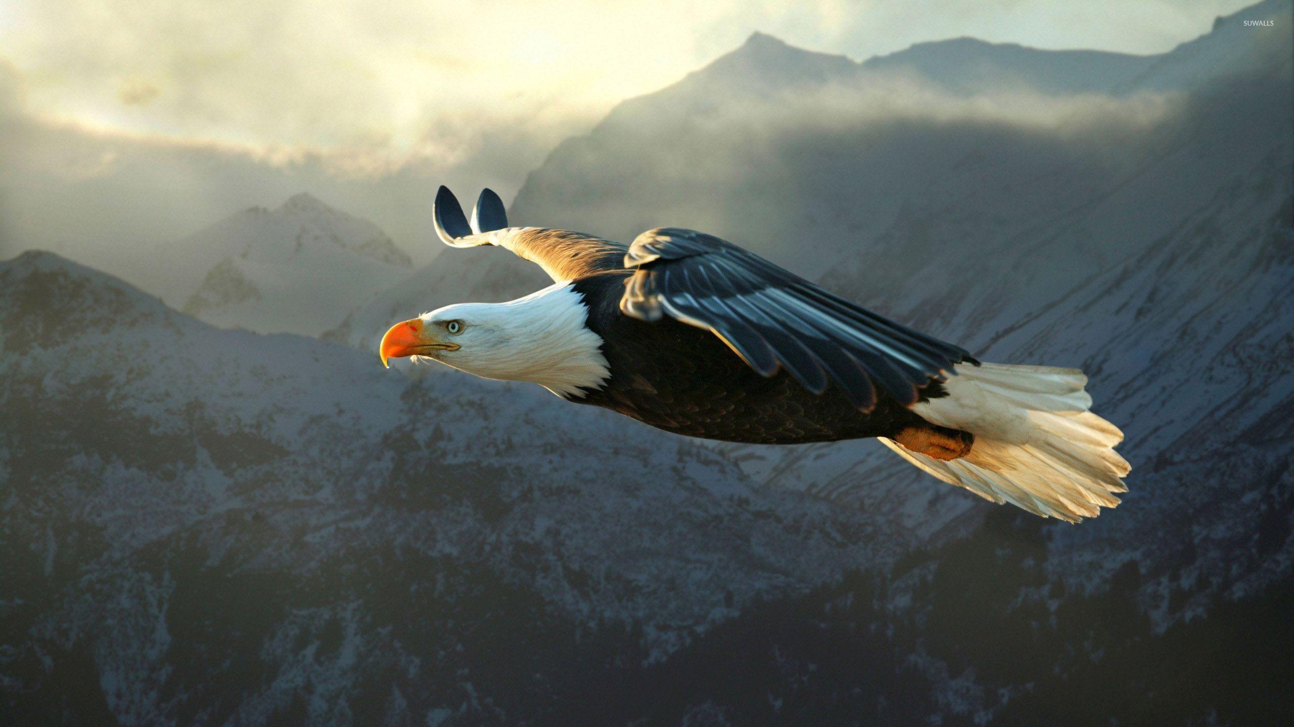 2560x1440 Animals, Nature, Eagle, Bald Eagle Wallpaper HD Src Eagle Wallpaper 4k HD Wallpaper