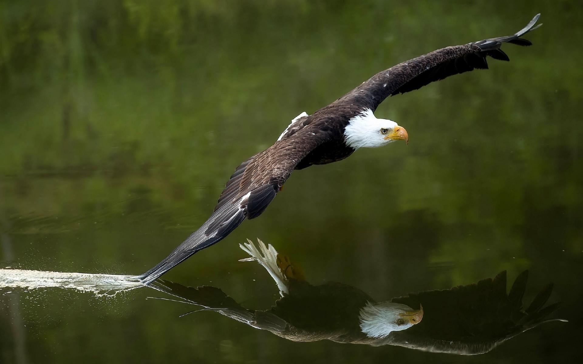 1920x1200 #animals, #birds, #bald eagle, #eagle, wallpaper. Mocah HD Wallpaper