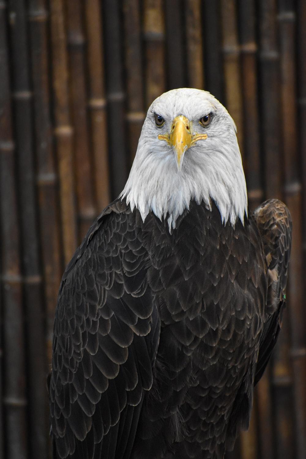 1000x1500 Eagle Wallpaper: Free HD Download [HQ]