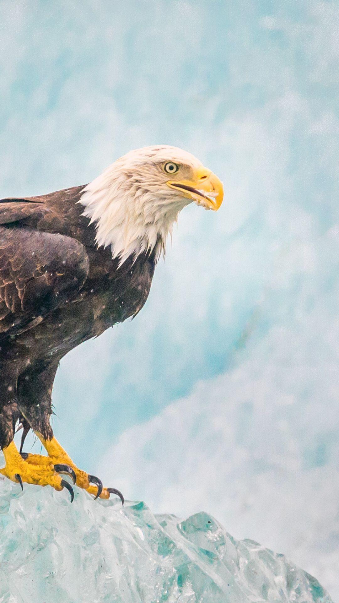 1080x1920 Eagle Wallpaper 4k iPhone. mywallpaper site. Eagle wallpaper, iPhone wallpaper sky, Animal wallpaper