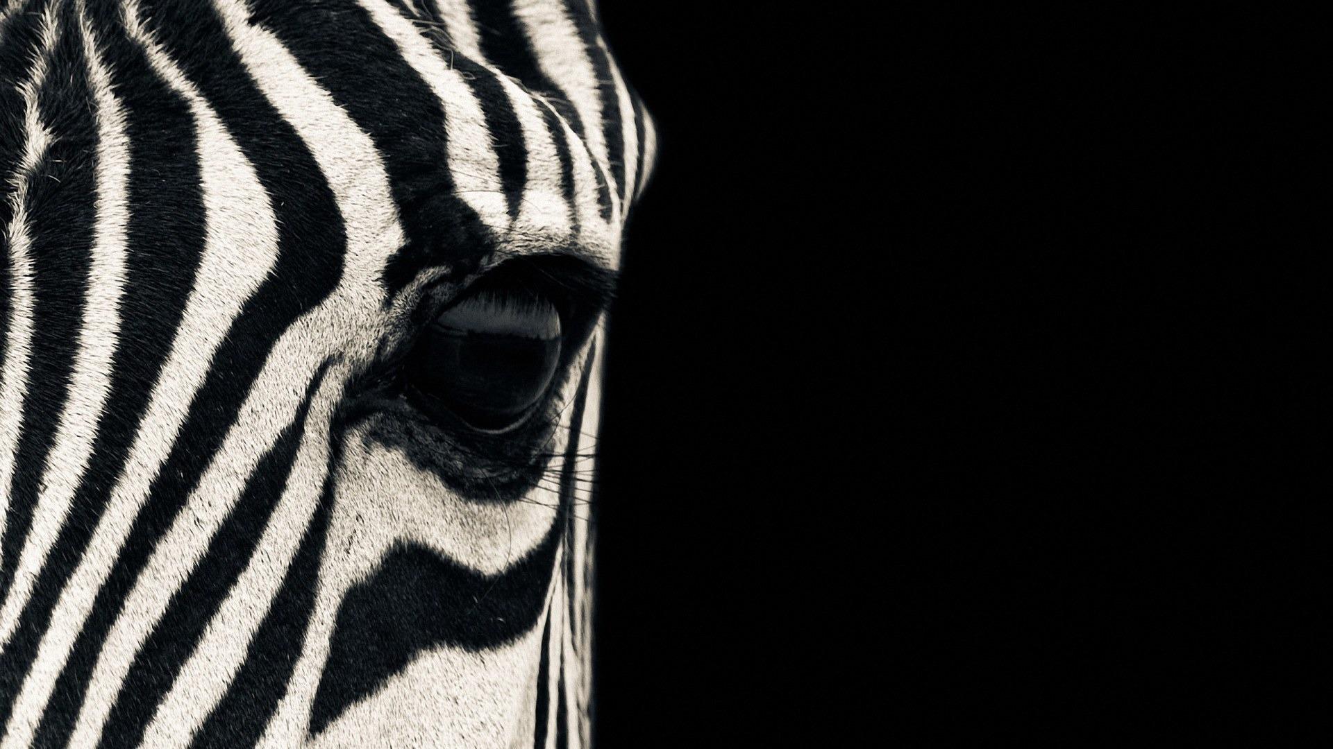 1920x1080 Free download Zebra Wallpaper Picture Image [1920x1080] for your Desktop, Mobile & Tablet. Explore Zebra Desktop Wallpaper. Zebra Print Desktop Wallpaper, Zebra Wallpaper, Zebra Print Wallpaper and Background