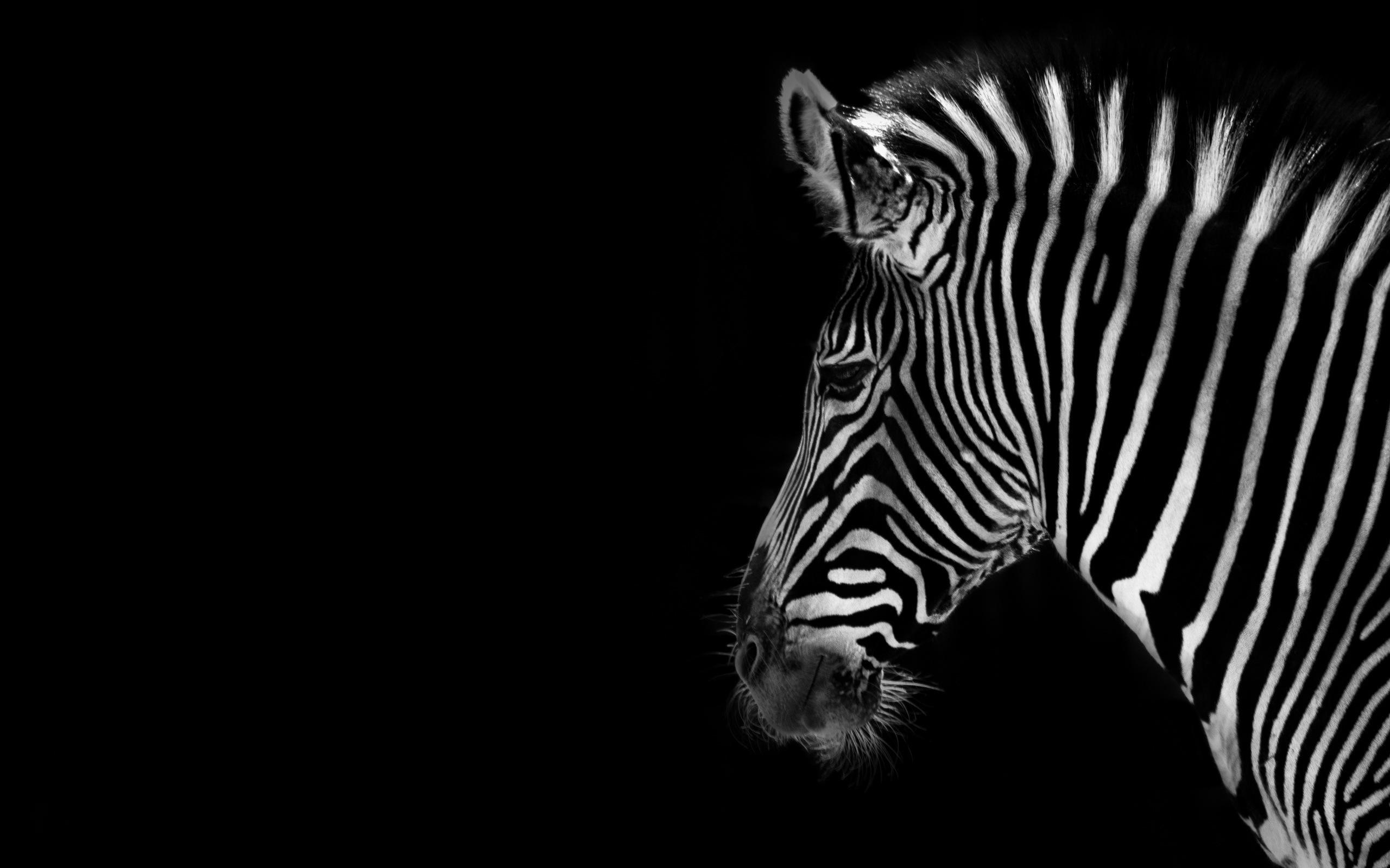 2560x1600 Zebra Computer Background