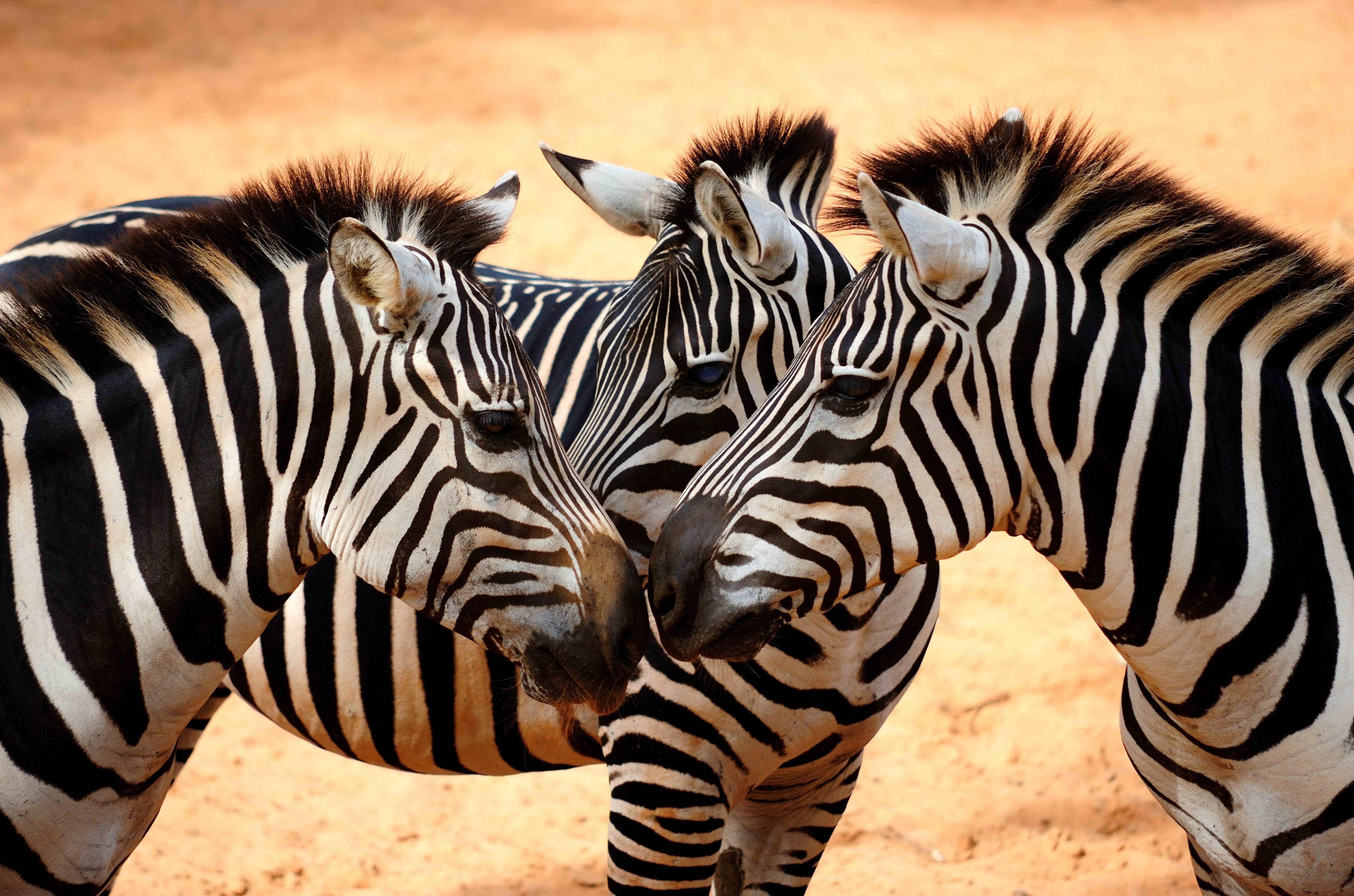 3840x2542 zebra 4k computer desktop background HD wallpaper, Background