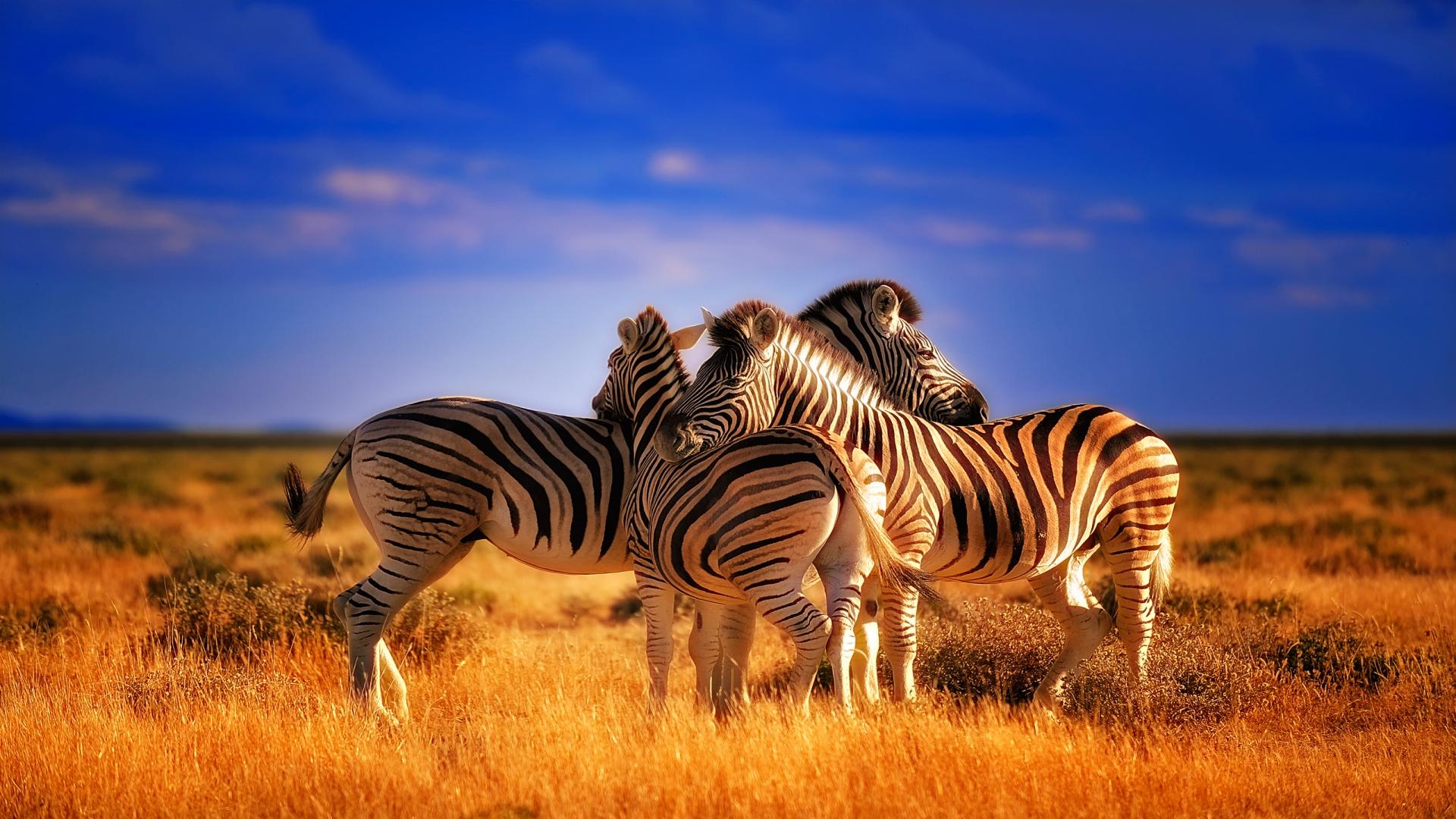 1920x1080 Free Zebra Background Full HD