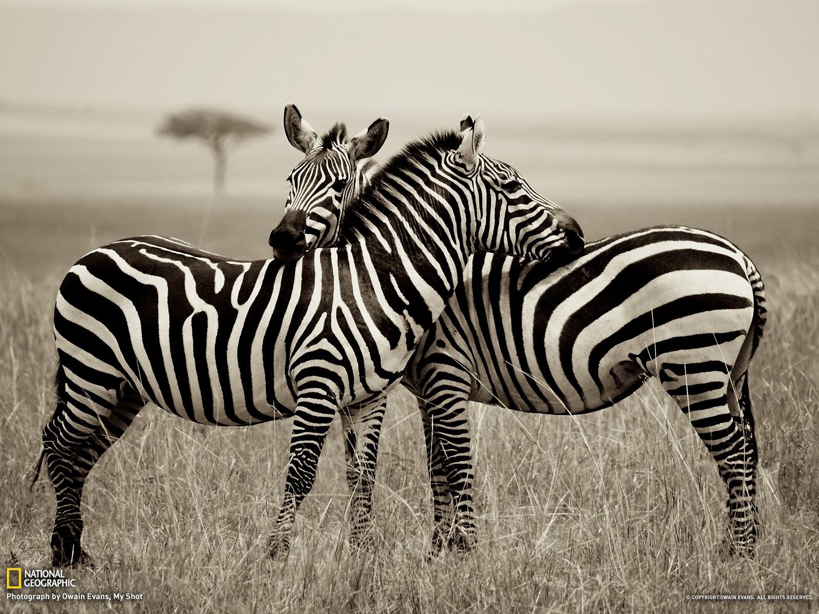 1600x1200 Zebra Wallpaper
