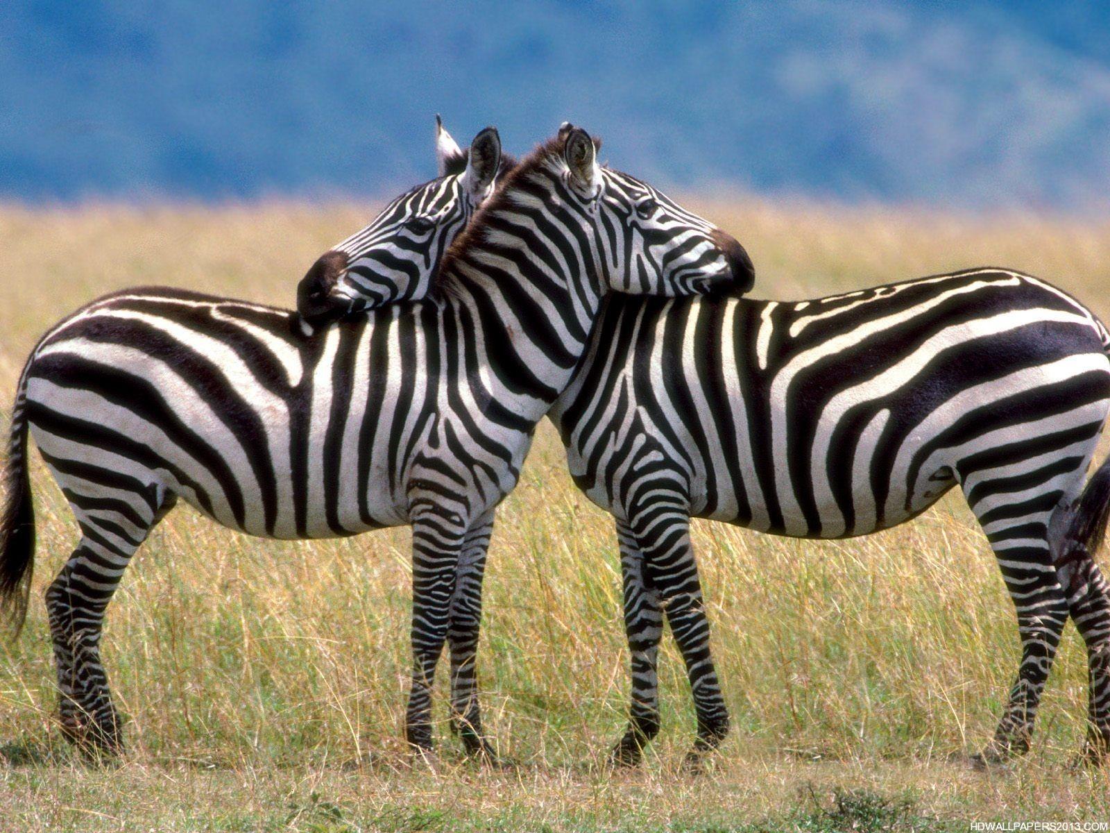 1600x1200 Zebra Wallpaper HD, Free Zebra Wallpaper Hd