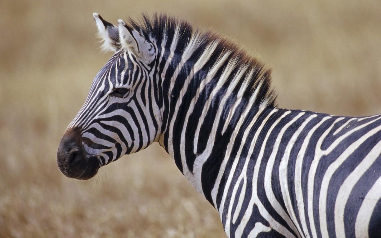 1228x768 Zebra Wallpaper 24 Wallpaper HD