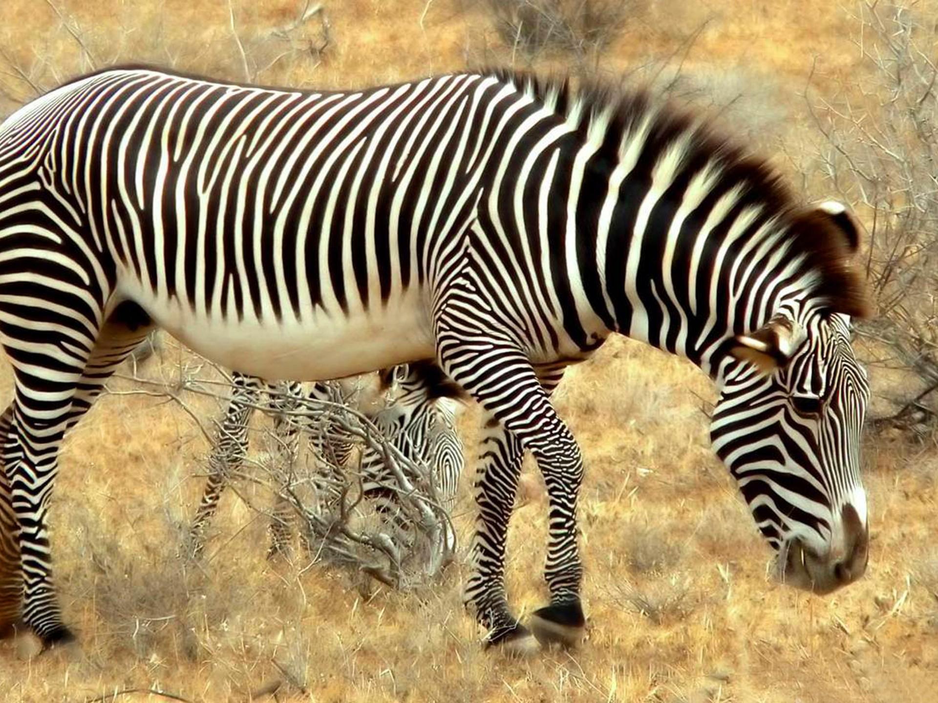 1920x1440 Zebra Desktop Wallpaper HD For Mobile Phones And Laptops :