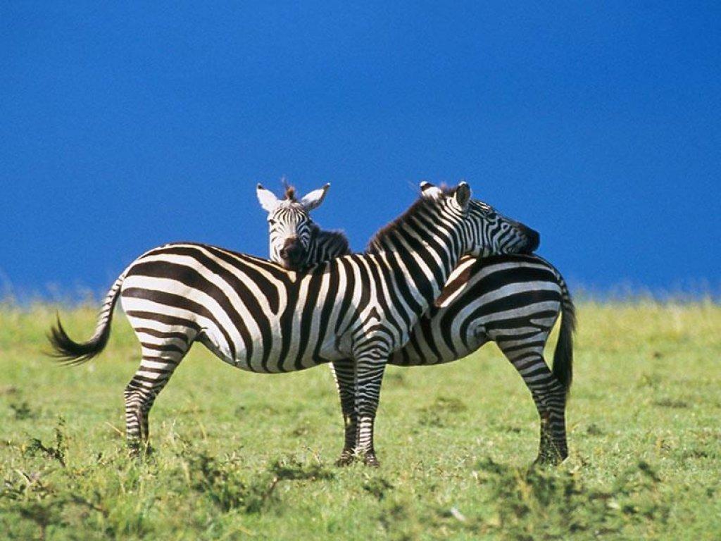 1024x768 zebra free desktop wallpaper