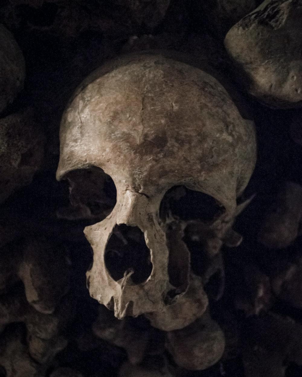 1000x1250 Skull Picture. Download Free Image