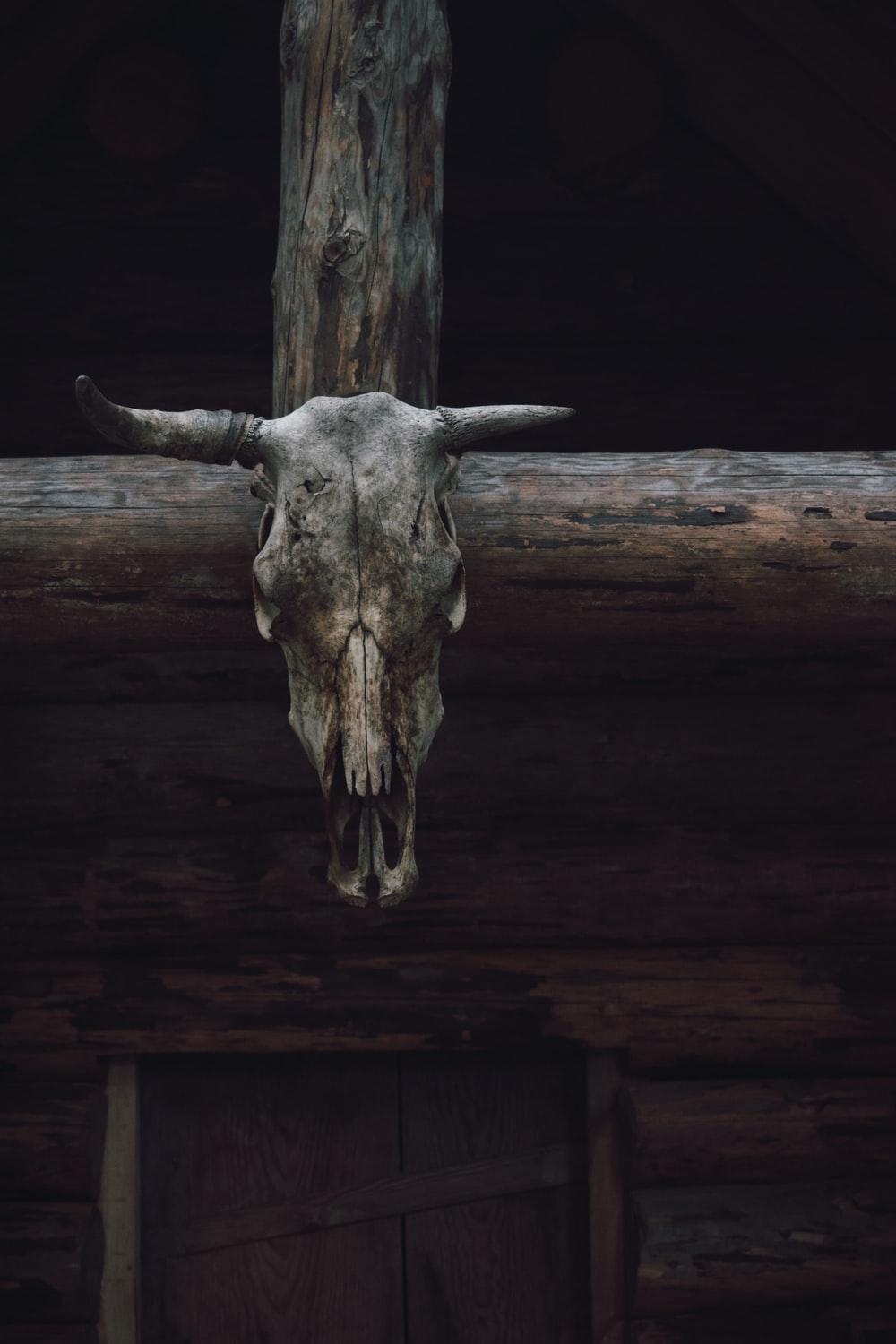 1000x1500 Skull Head Picture. Download Free Image