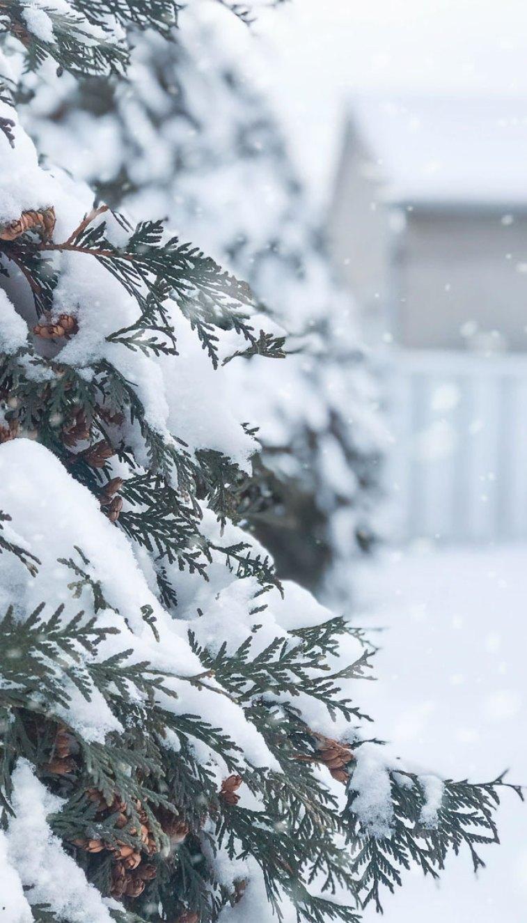 757x1325 Snow Covers Pine Tree Wallpaper