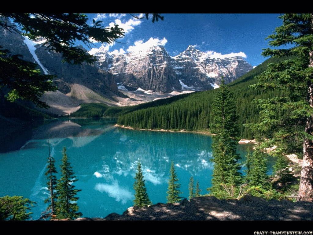 1024x768 Beautiful Forest Wallpaper