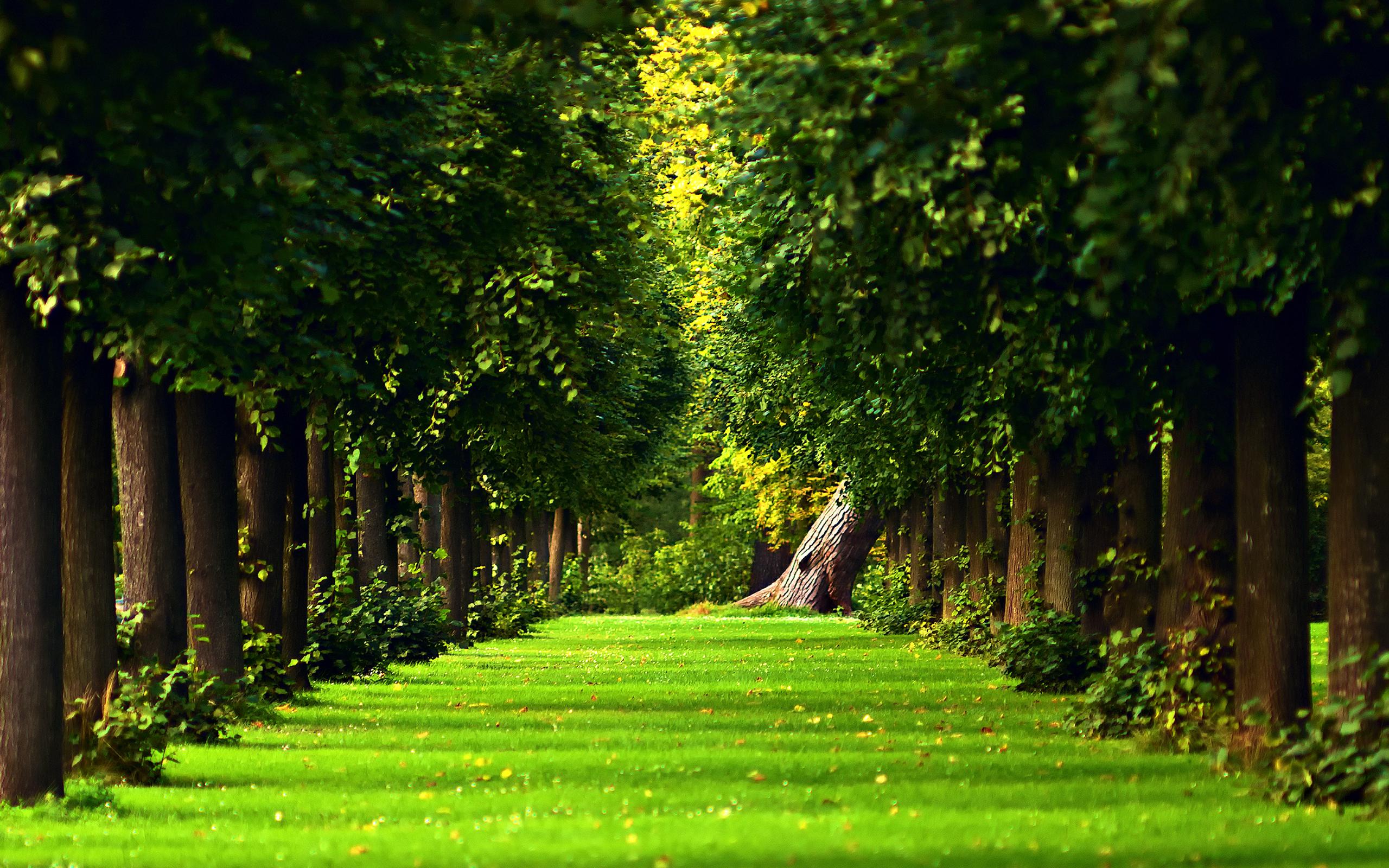 2560x1600 Free download Beautiful Green Forest Wallpaper Desktop Wallpaper with 2560x1600 [2560x1600] for your Desktop, Mobile & Tablet. Explore Free Forest Wallpaper. Free Forest Wallpaper, Wallpaper Forest, Forest Background