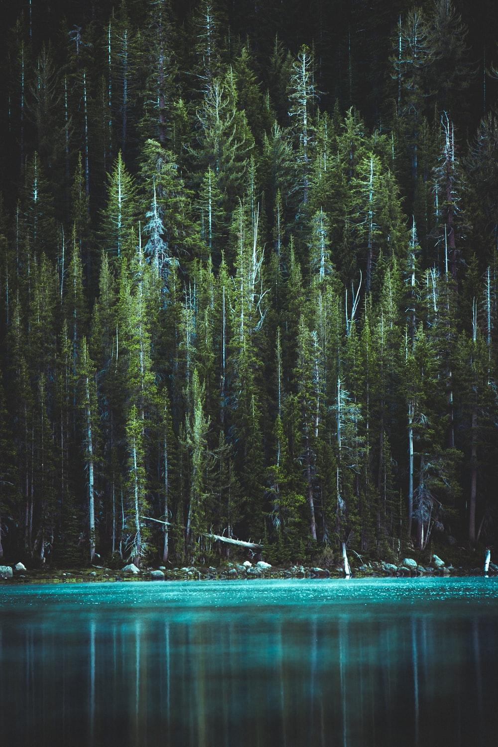 1000x1498 Forest Wallpaper: Free HD Download [HQ]