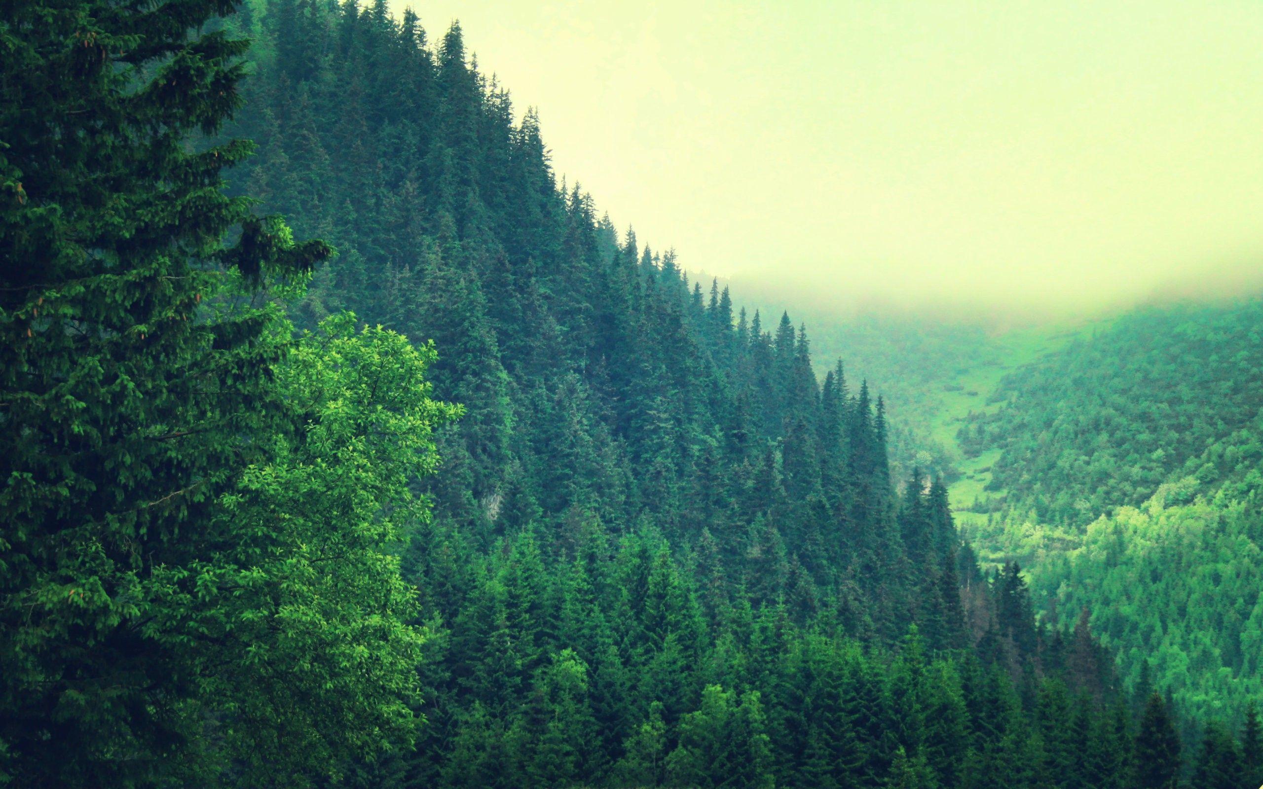 2560x1600 Pine Forest Wallpaper, HD Pine Forest Background