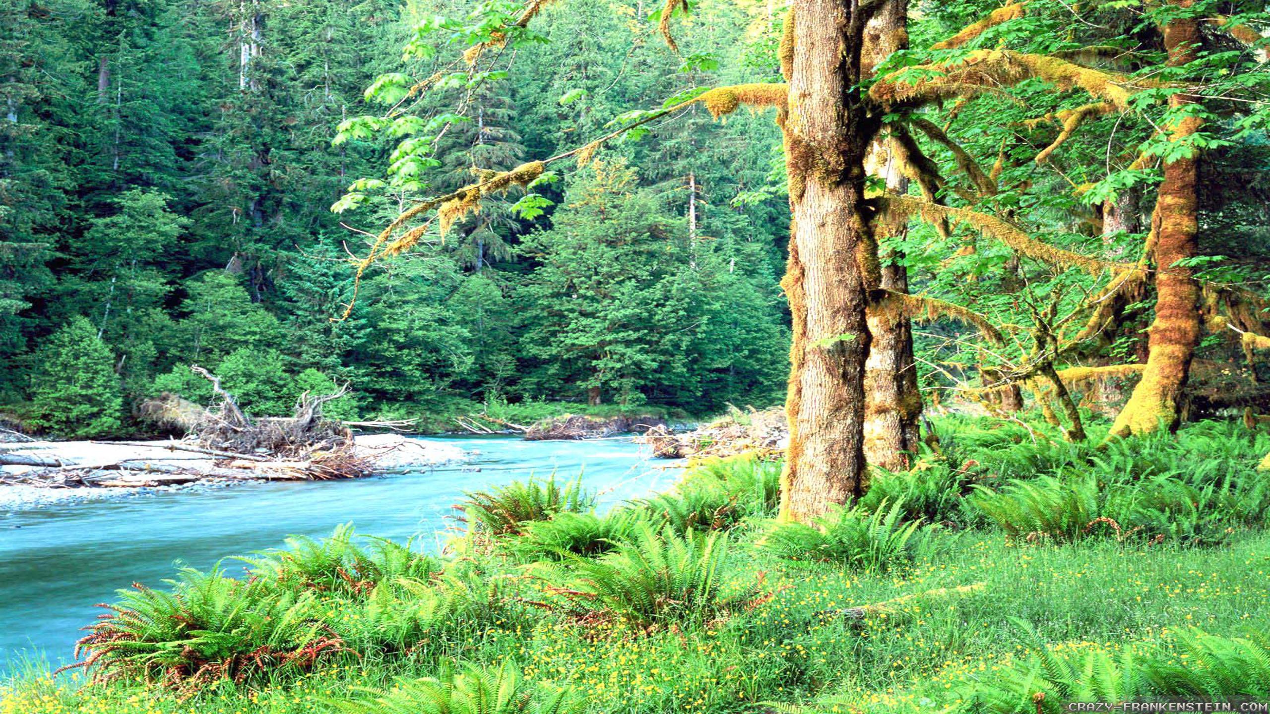 2560x1440 Summer Forest Wallpaper