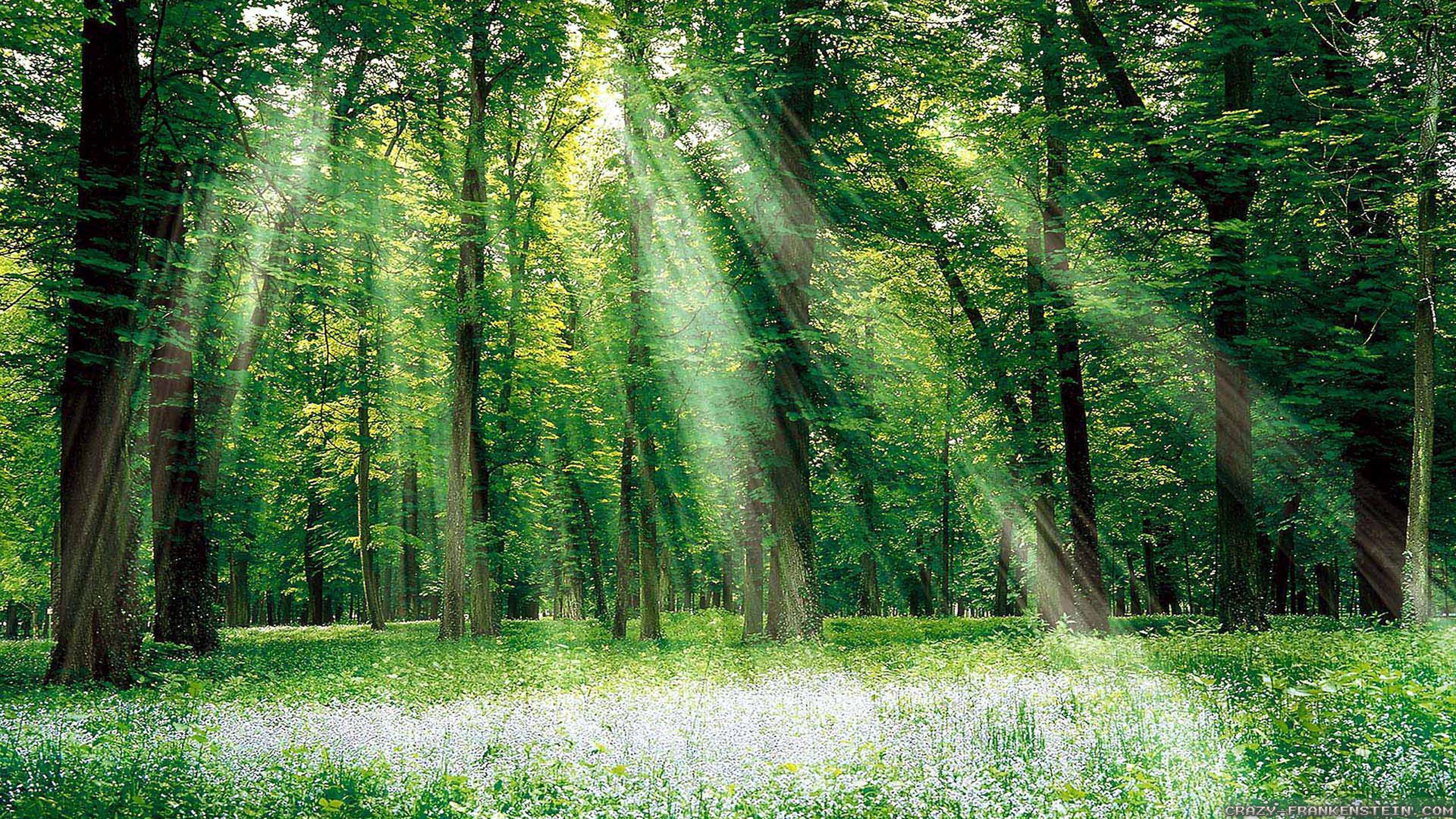 2560x1440 Forest Wallpaper HD background picture