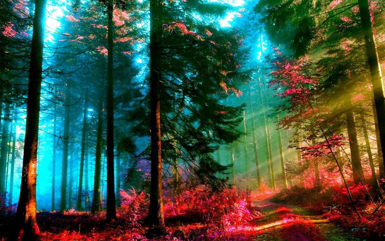 1280x800 Forest Image