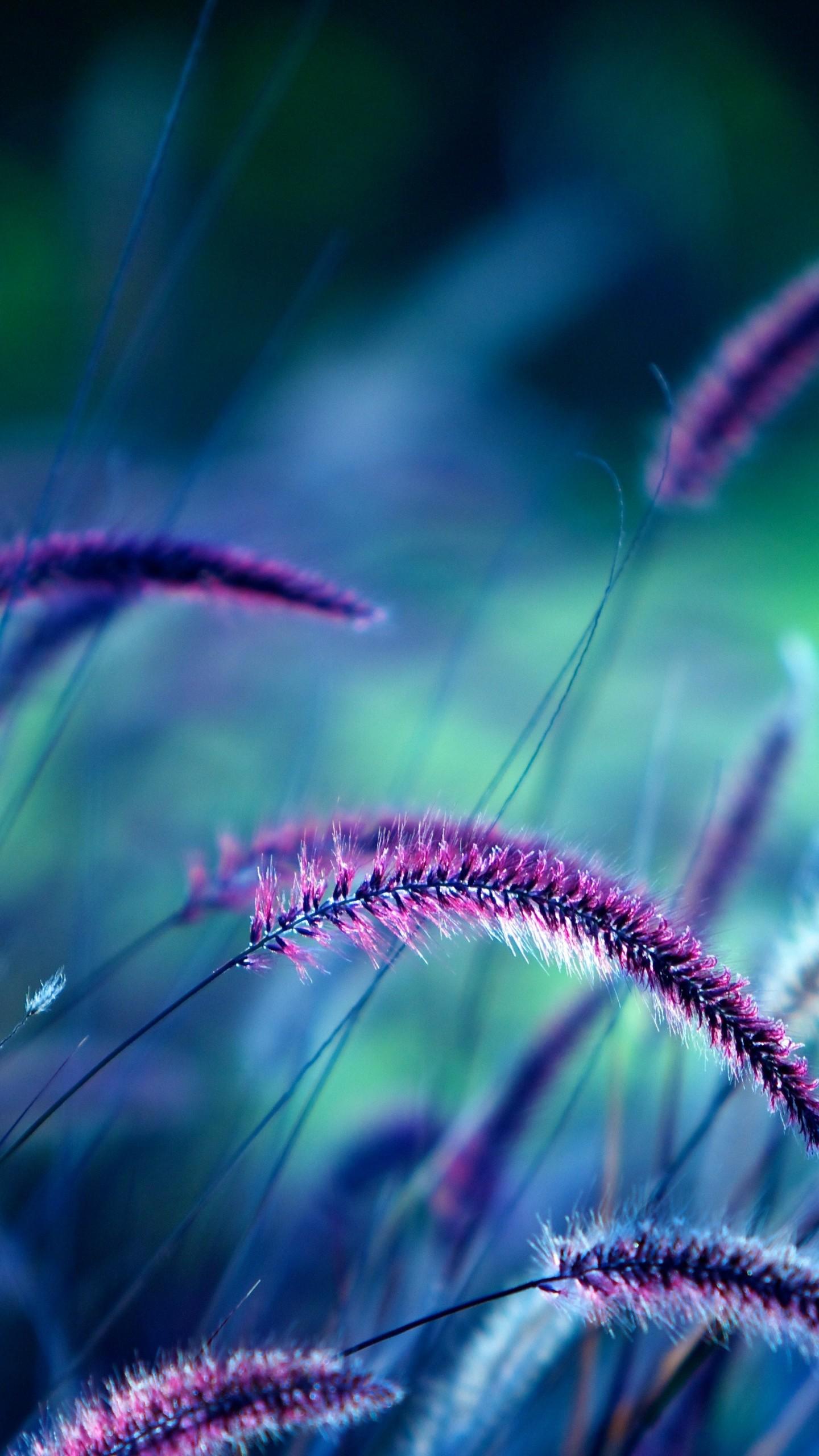 1440x2560 Wallpaper Grass, 5k, 4k wallpaper, purple, ears, Nature