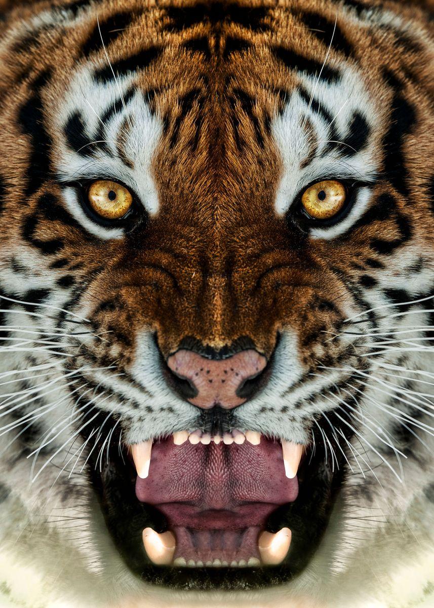 857x1200 Angry Tiger face wallpaper' Poster