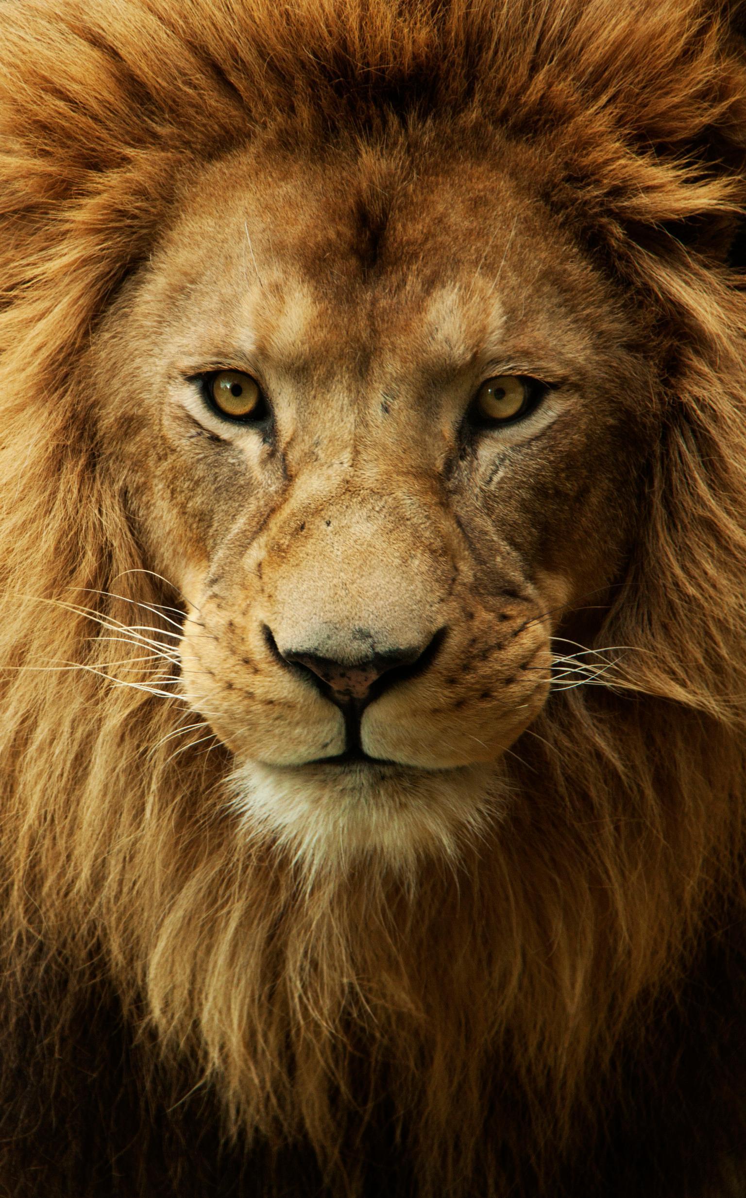 1536x2466 Angry Lion Wallpaper