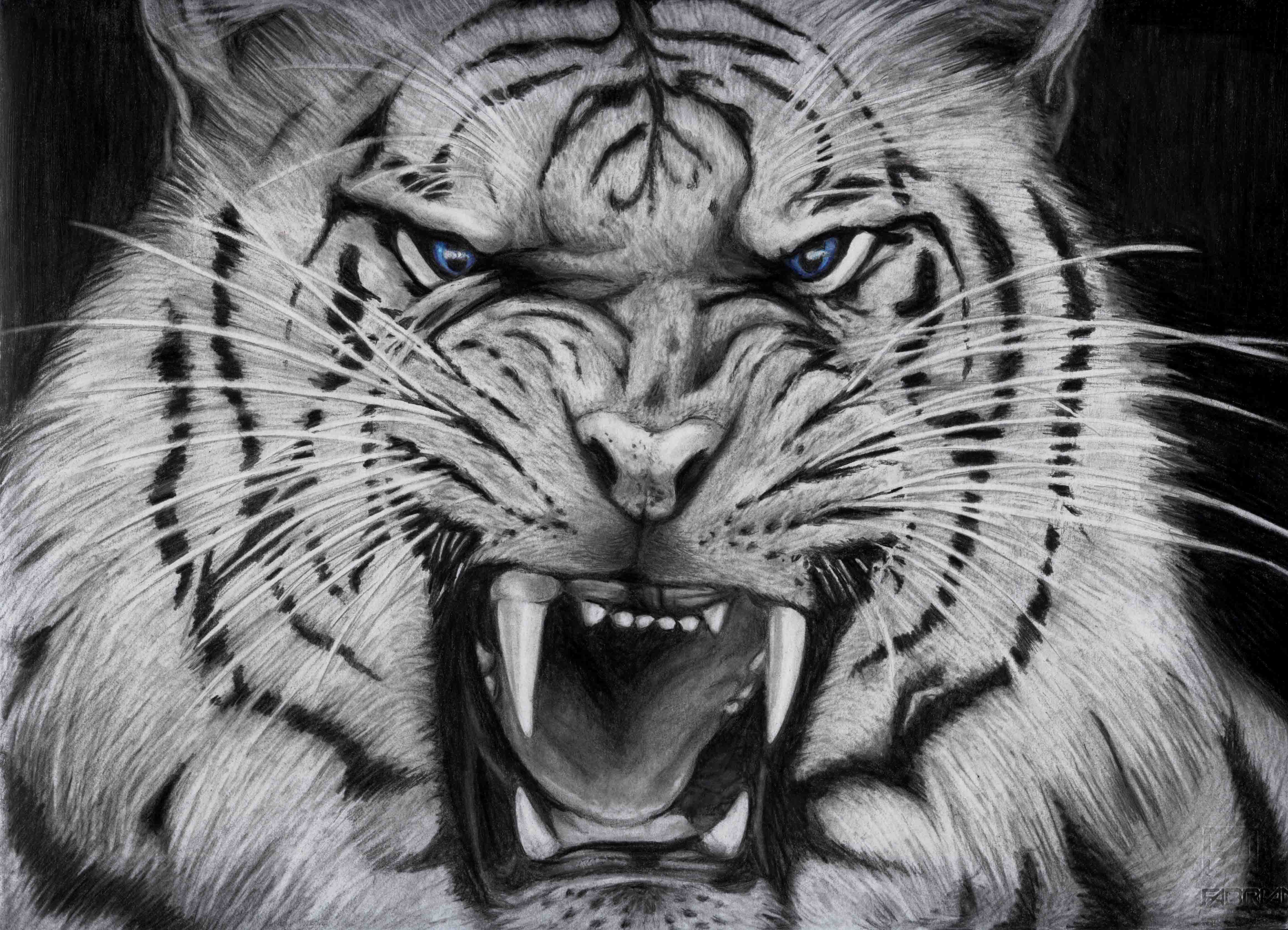 4644x3354 White Tiger Angry Face HD Wallpaper