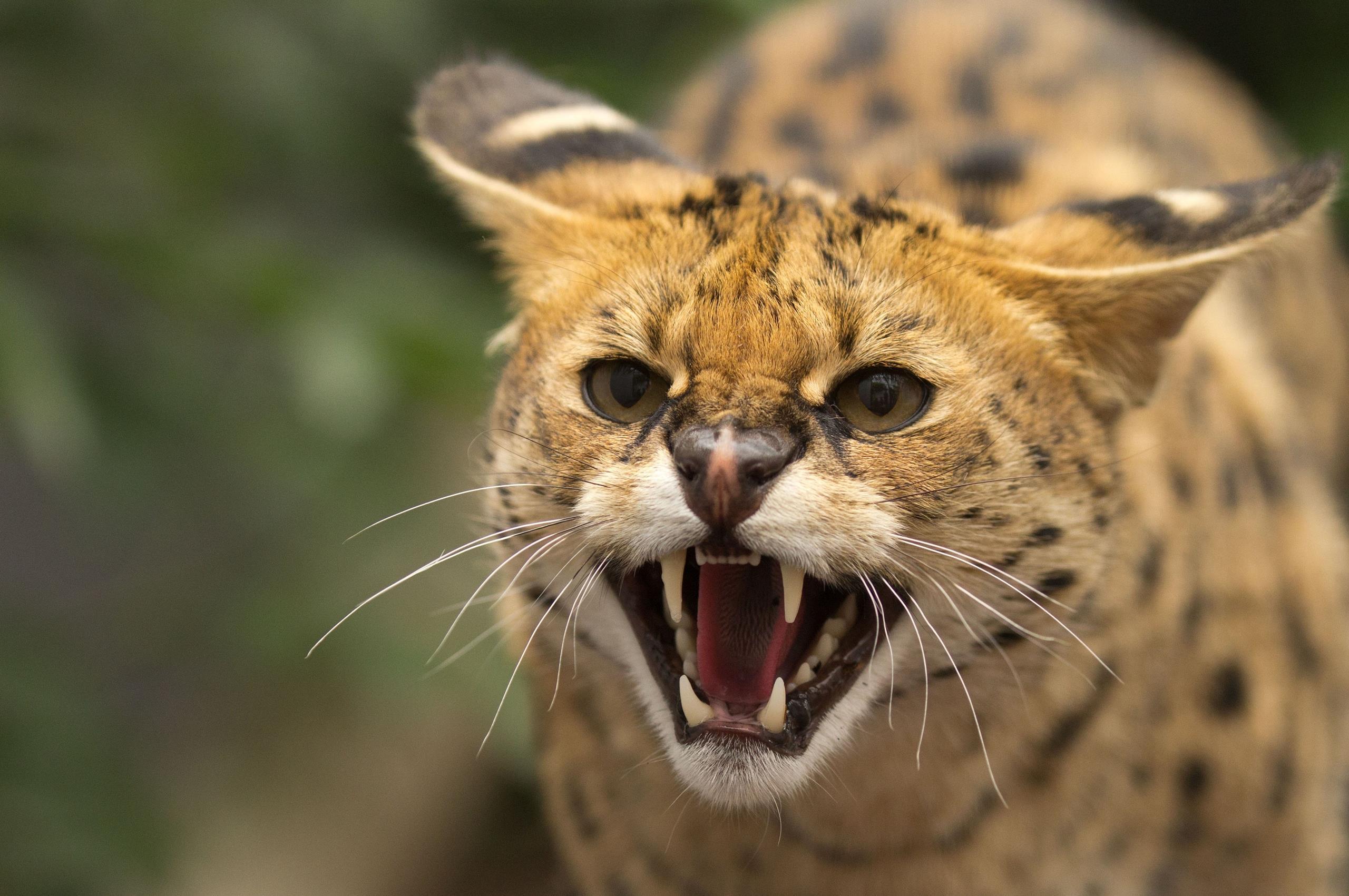 2560x1701 Cat Angry Face Wallpaper