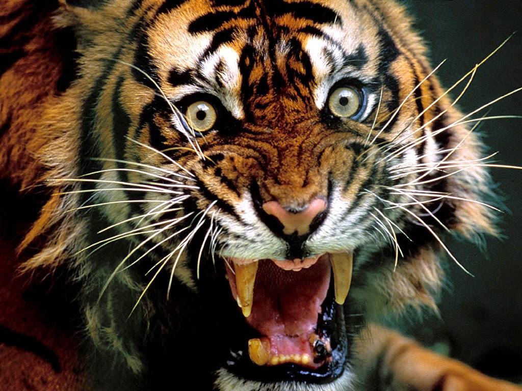 1024x768 Wallpaper HD: angry tiger wallpaper hd