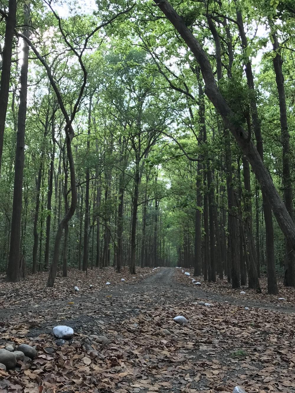1000x1333 Dehradun, India Picture. Download Free Image