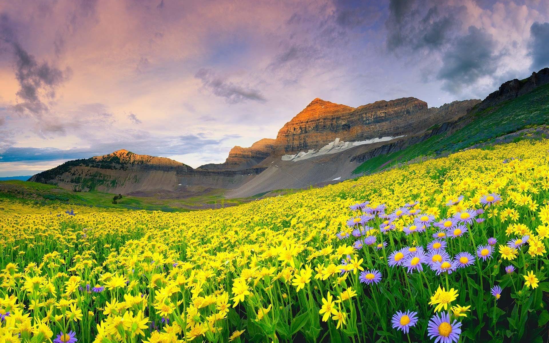 1920x1200 Free download Wildflower Meadow Desktop Wallpaper Nature Wallpaper [1920x1200] for your Desktop, Mobile & Tablet. Explore Wildflower Wallpaper Desktop. Bluebonnet Wallpaper Wildflowers, Texas Wildflower Wallpaper, Summer Wildflowers Wallpaper